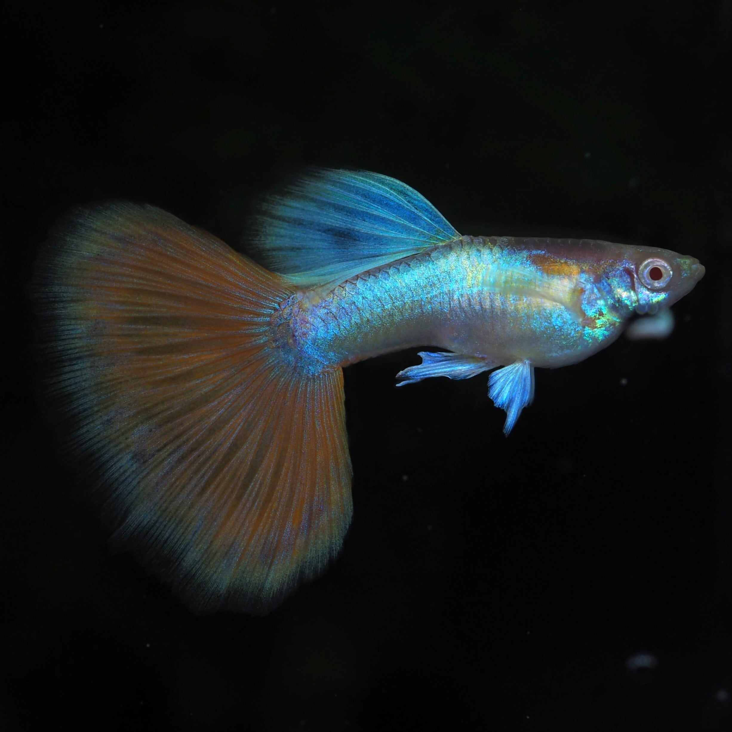 RREA・レッドレースコブラ 1ペア