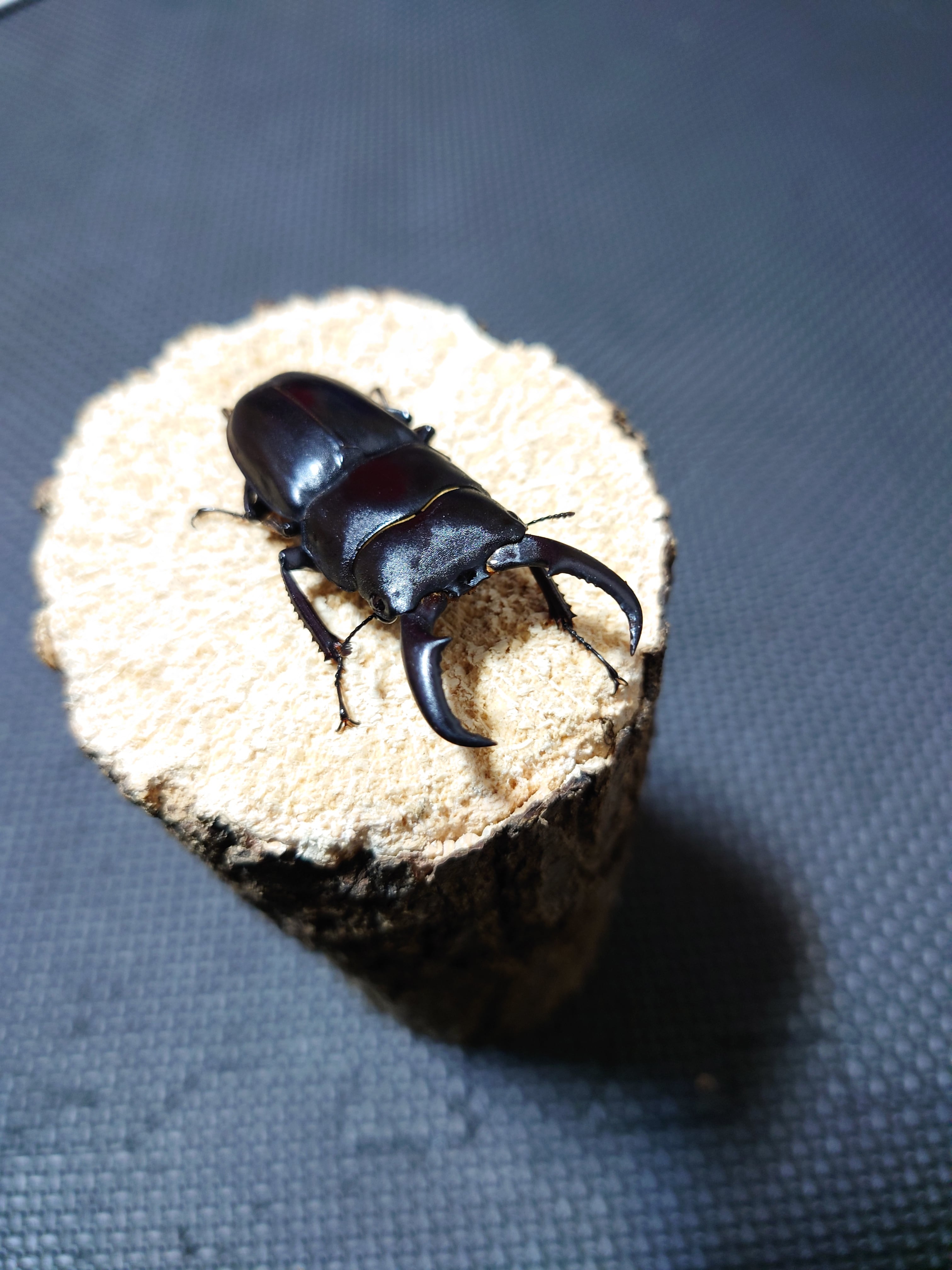 オキナワヒラタクワガタ（52.4mmペア）Wild | PAY ID