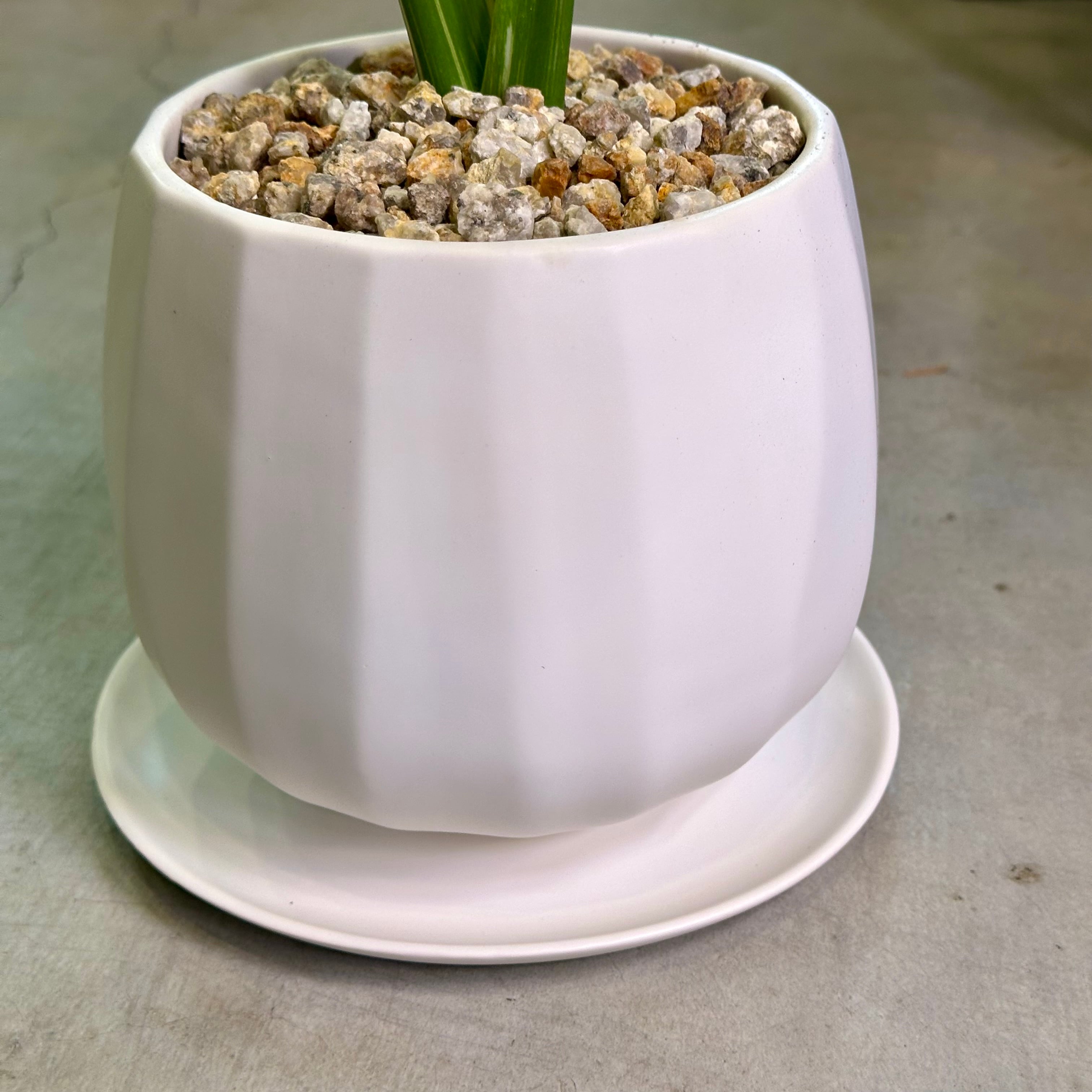 モンステラ・タイコンステレーション | barrelplants_BONSAI