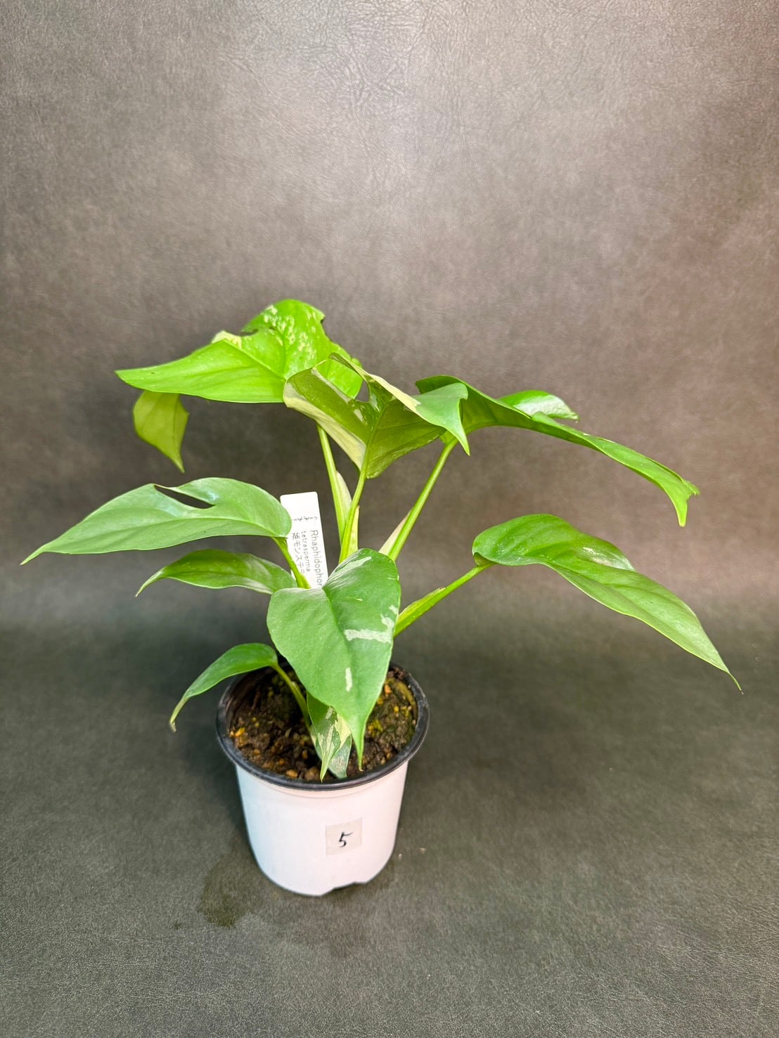 パラゴン・ヒメモンステラ 斑入り ③ 3号 | 観葉植物と雑貨のお店