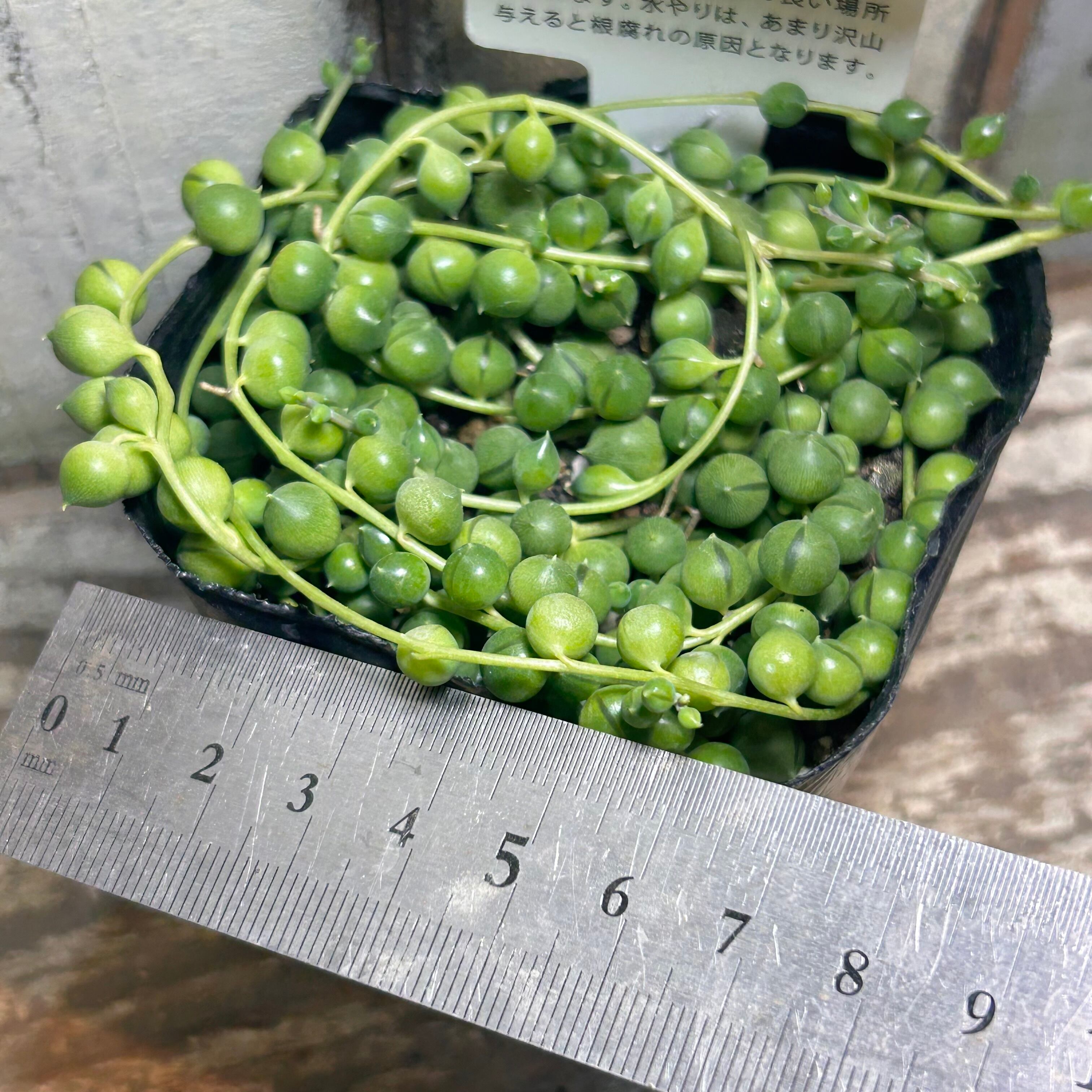 グリーンネックレス | RuPo 多肉植物専門店