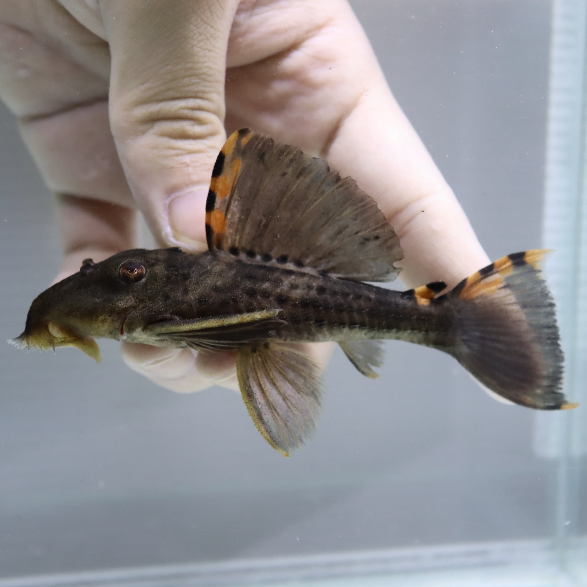 タイガーフィンサタンプレコ 10cm