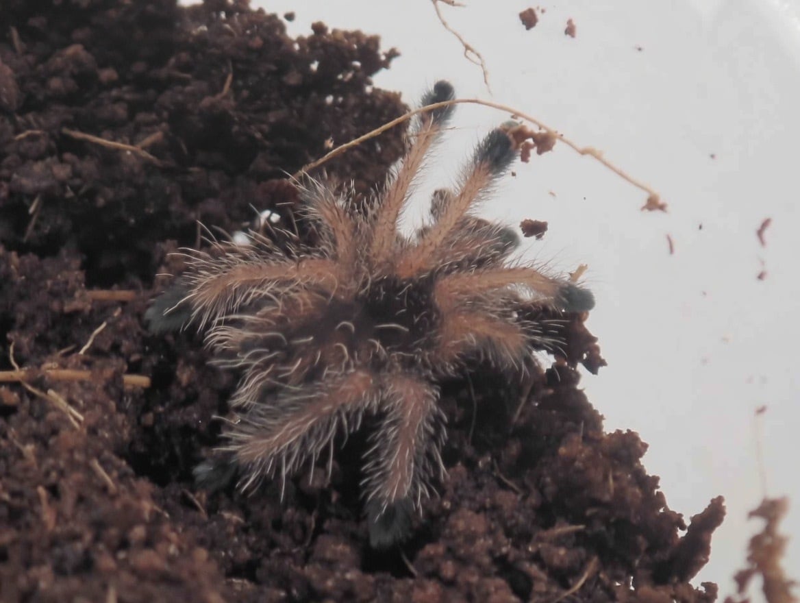 グリズリーピンクトゥ/Avicularia variegata 1匹 幼体 タランチュラ