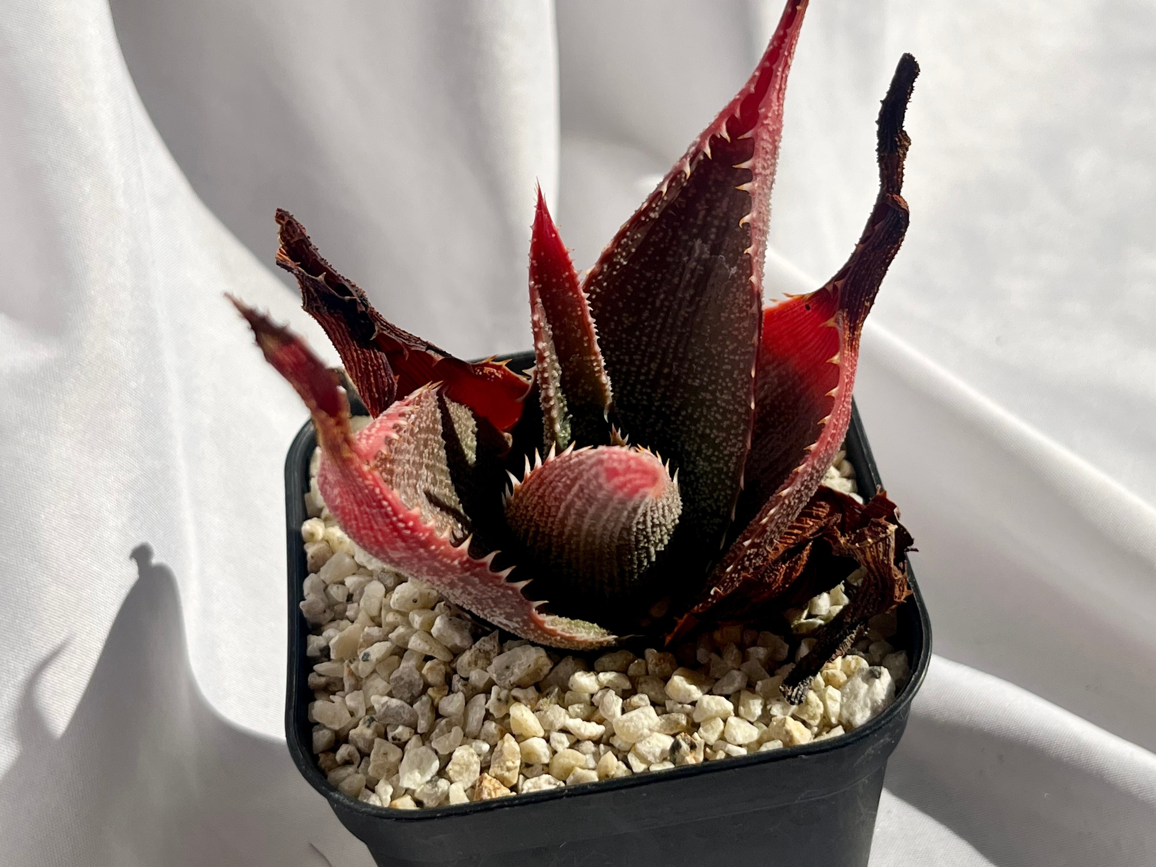 Aloe thorncroftii アロエ ソーンクロフティ 多肉植物 | plants MARU