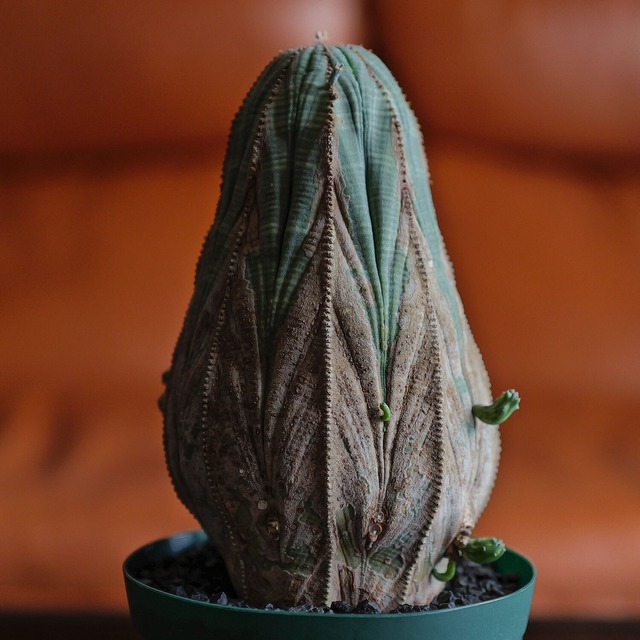 超大株 9.7cm 木質化 マウンテン オベサ / ユーフォルビア