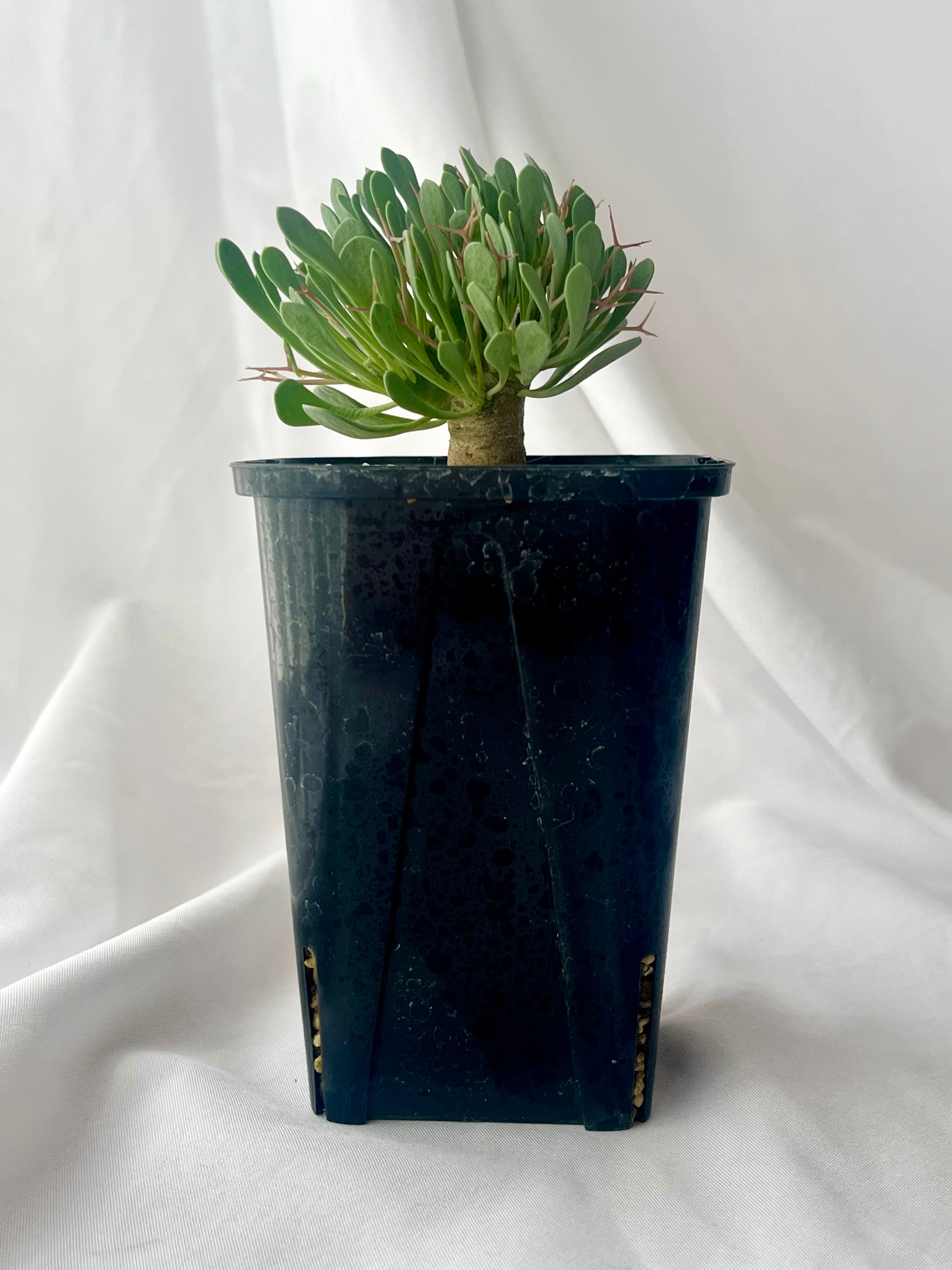 Othonna euphorbioides オトンナ ユーフォルビオイデス 黒鬼城 塊根