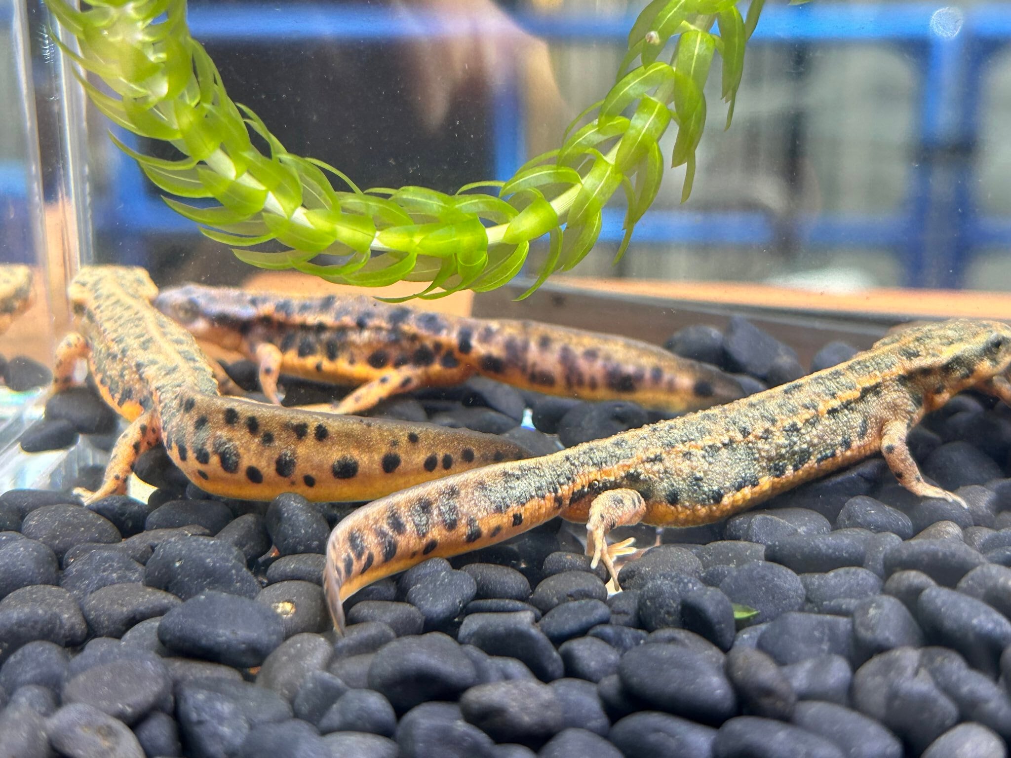 アカハライモリ色彩変化（5-7cm） （極上個体の子供） 水中生活、冷凍