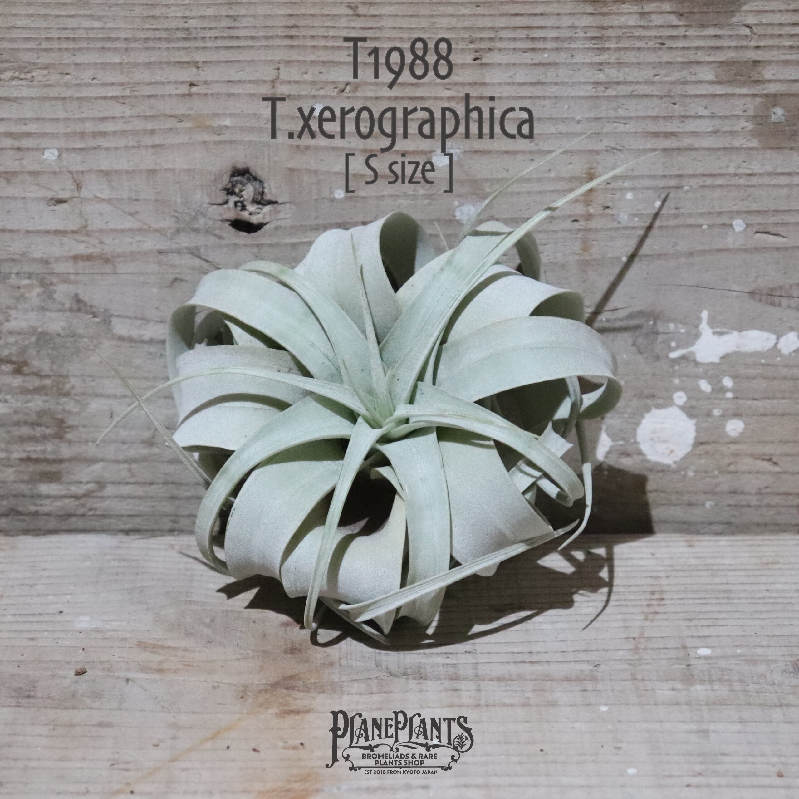 【送料無料】キセログラフィカ S〔エアプランツ〕現品発送T1988