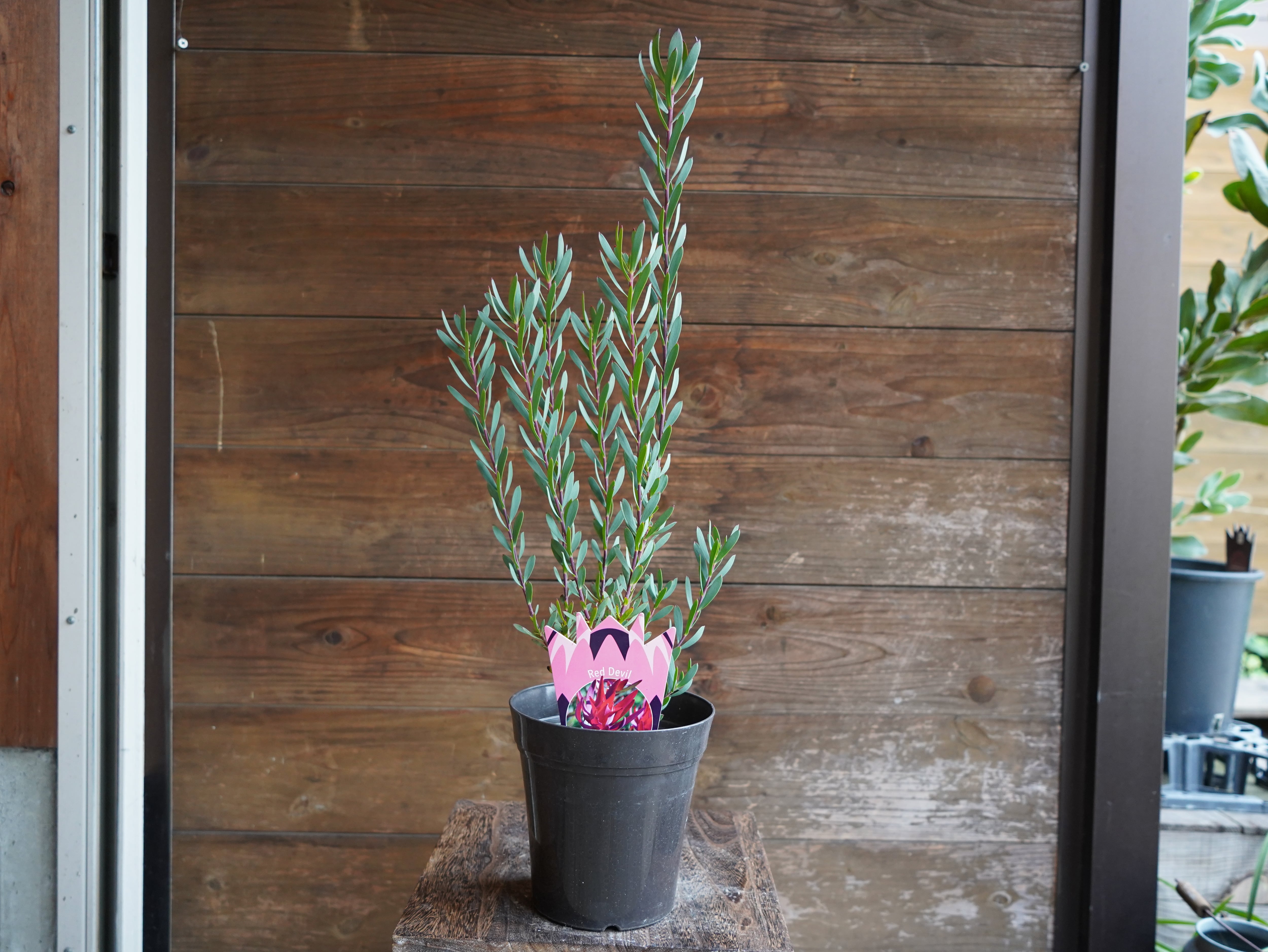 【現物】リューカデンドロン　”Red Devil”