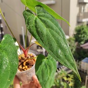 Anthurium Ace of spades × Papillilaminum / アンスリウム エースオブスペード×パピリラミナム