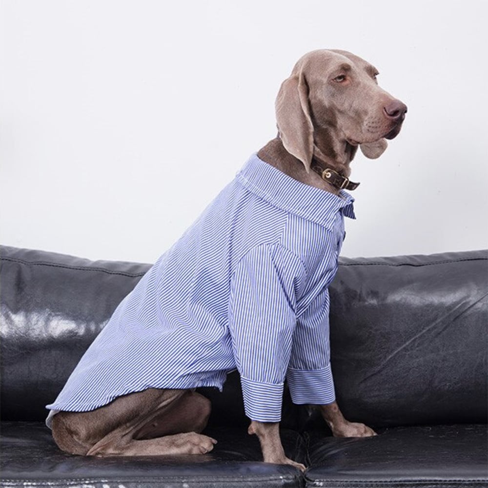 ☆即納】大きいサイズ ハートストライプシャツ ブルー 大型犬 犬服