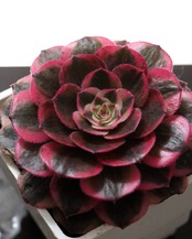 抜き苗 アエオニウム カレイドスコープ Aeonium 'Kaleidoscope'
