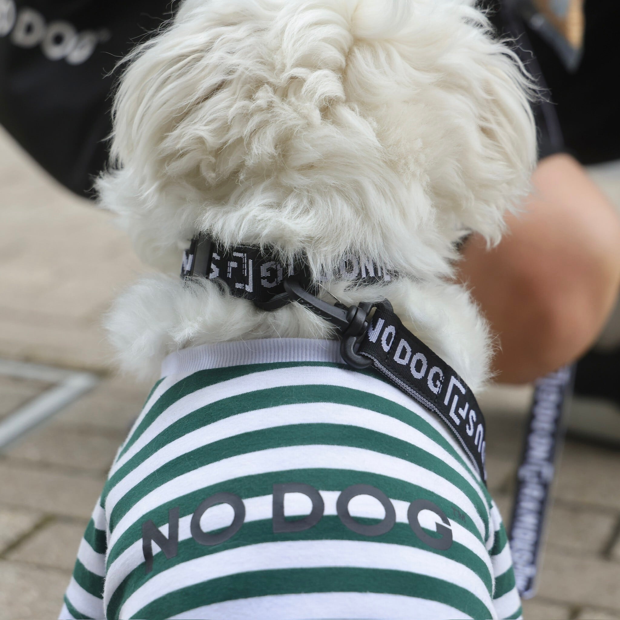 NO DOG × RAMIDUS DOG COLLAR | NO COFFEE