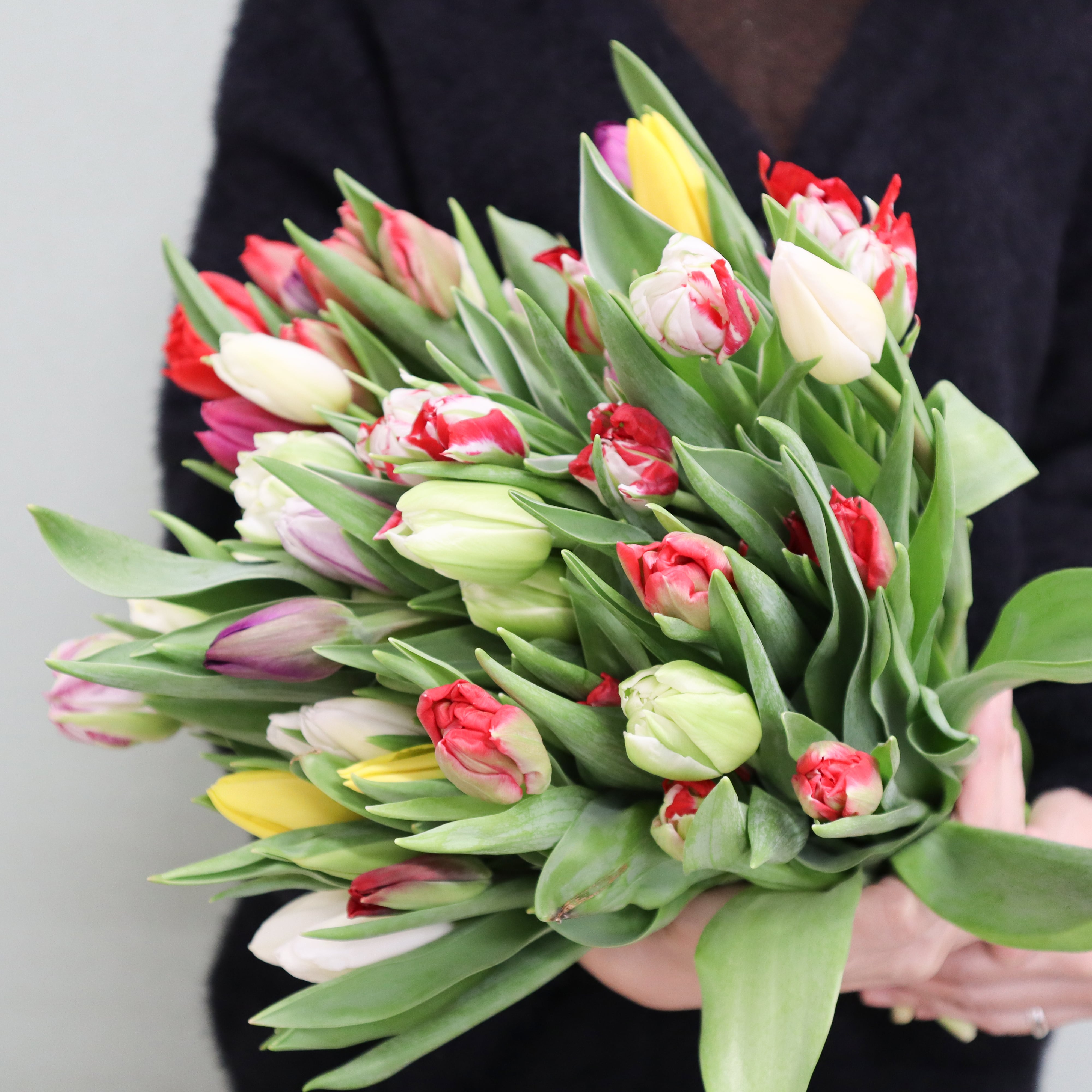 ワケあり チューリップ 50本〈富山県産〉☆規格外ですが、新鮮です