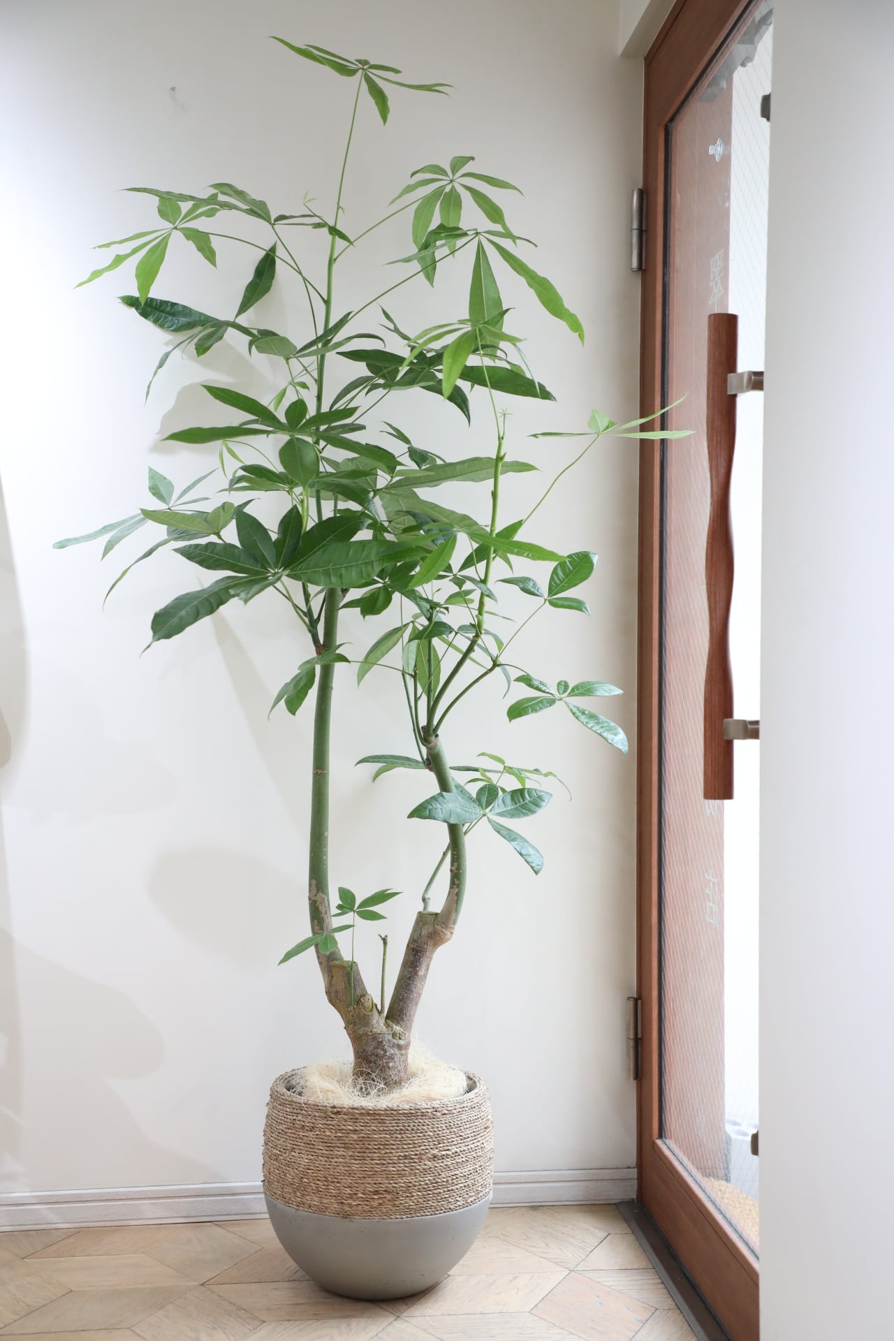 L/170cm】パキラ/Pachira glabra | 【厳選植物・器】MIDORI DOUMEI 翠