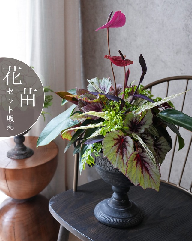 夏に強く花期が長い【花苗セット】ルドベキアキャラメルとカイラルディアスパークの花苗セット