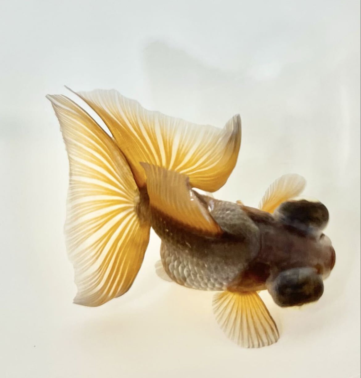 中国便 瑪瑙(メノウ)蝶尾 チョウビ No3