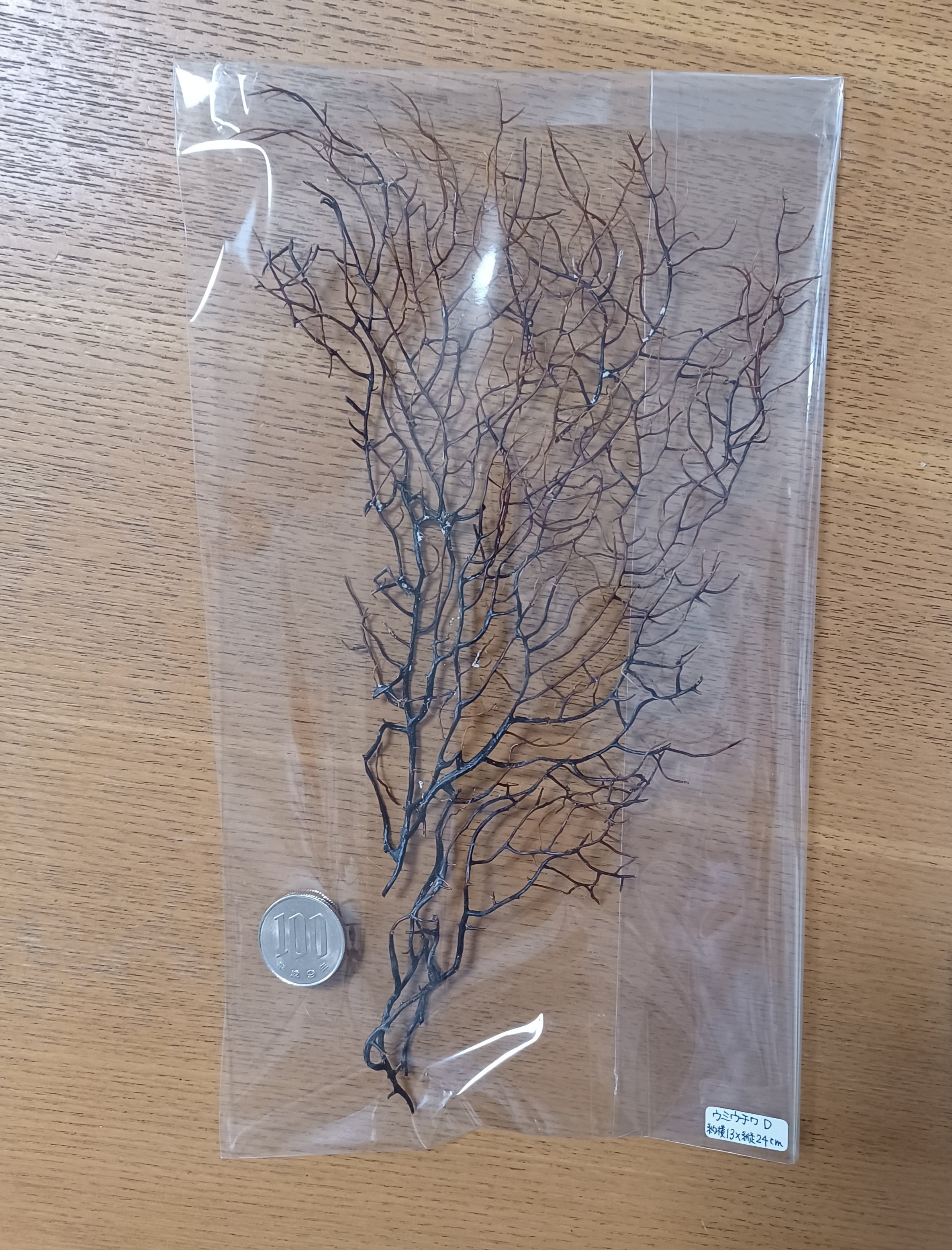 ウミウチワ　約13㎝ ウミウチワ 約13㎝ 【公式通販】