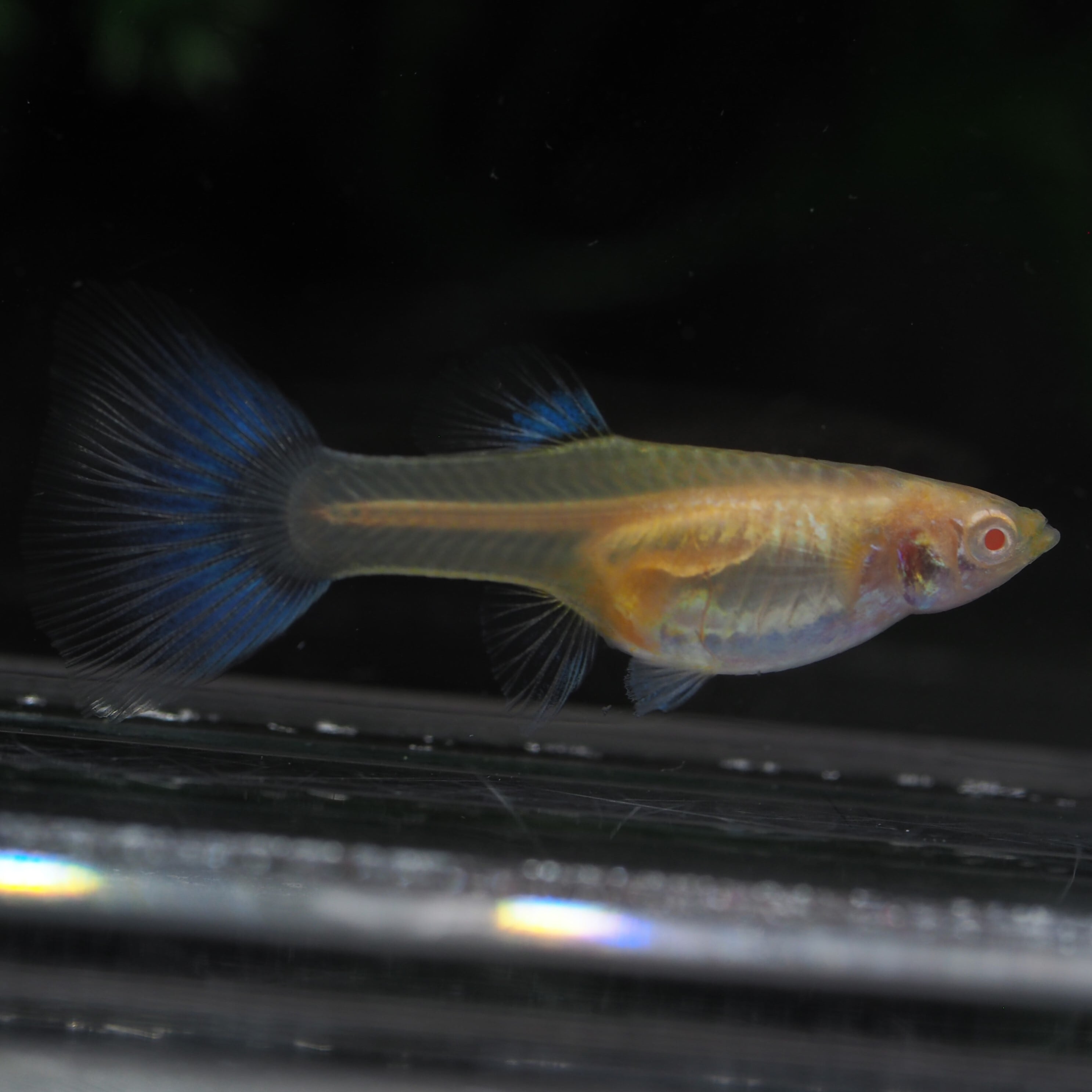 RREAアクアマリンレッド　　リボンスワロー系統　　　80サイズ梱包 RREAアクアマリンレッド リボンスワロー系統 80サイズ梱包