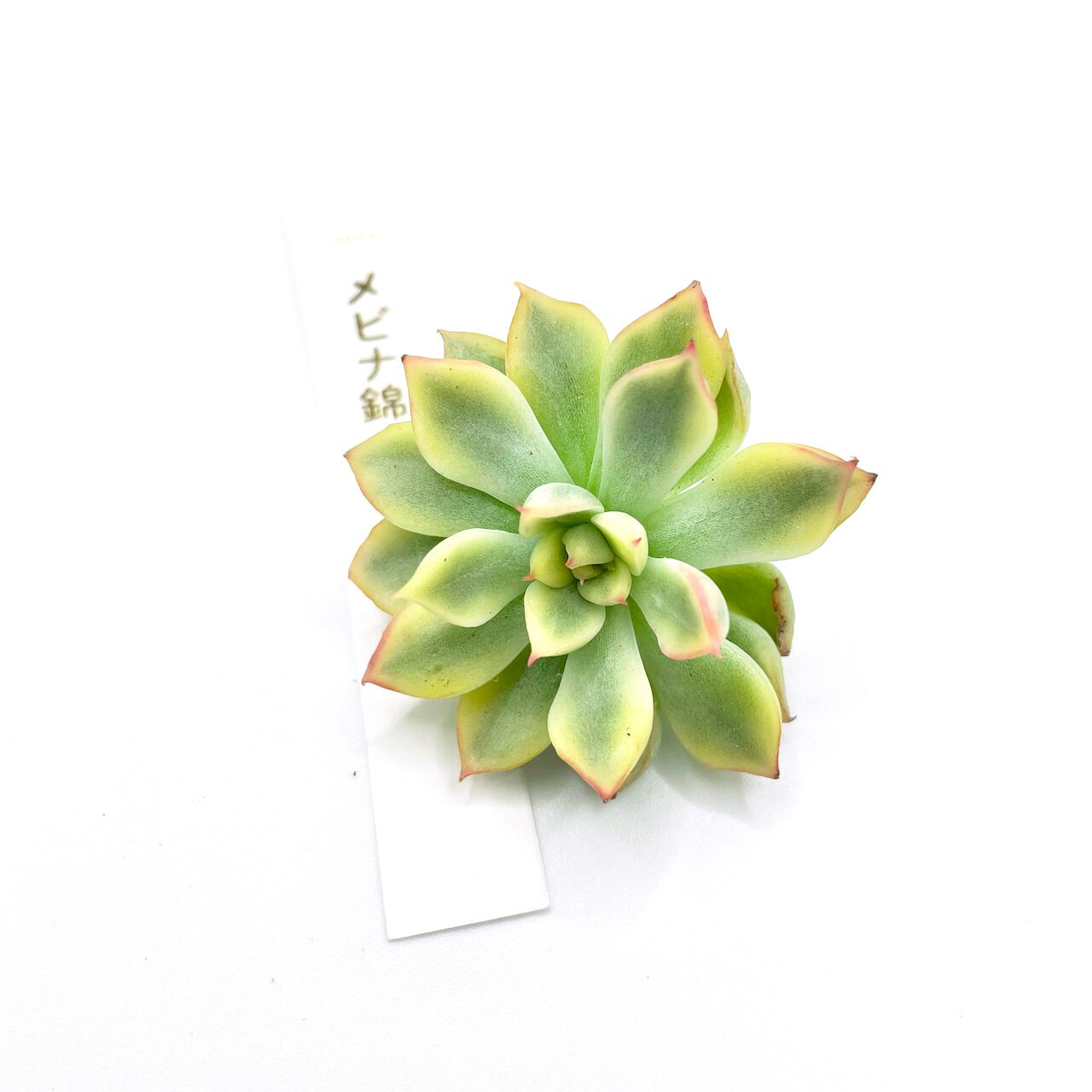 多肉植物　女雛錦　群生 多肉植物 女雛錦 群生