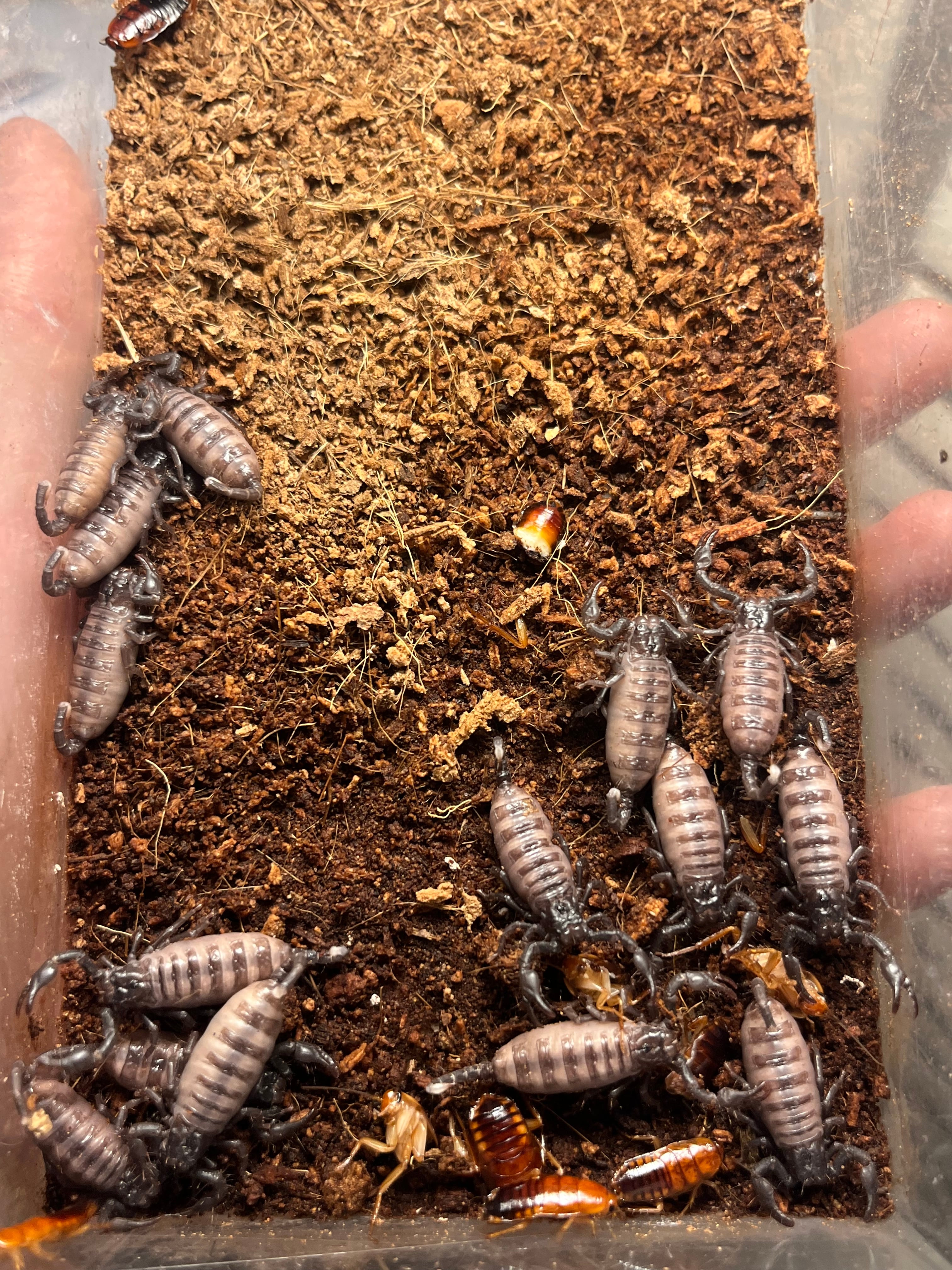 B品】オレンジクロウスコーピオンPandinoides duffmackayi ムカデ