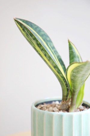 【M】【希少】サンスベリア マッソニアーナ斑入り/Sanseveria