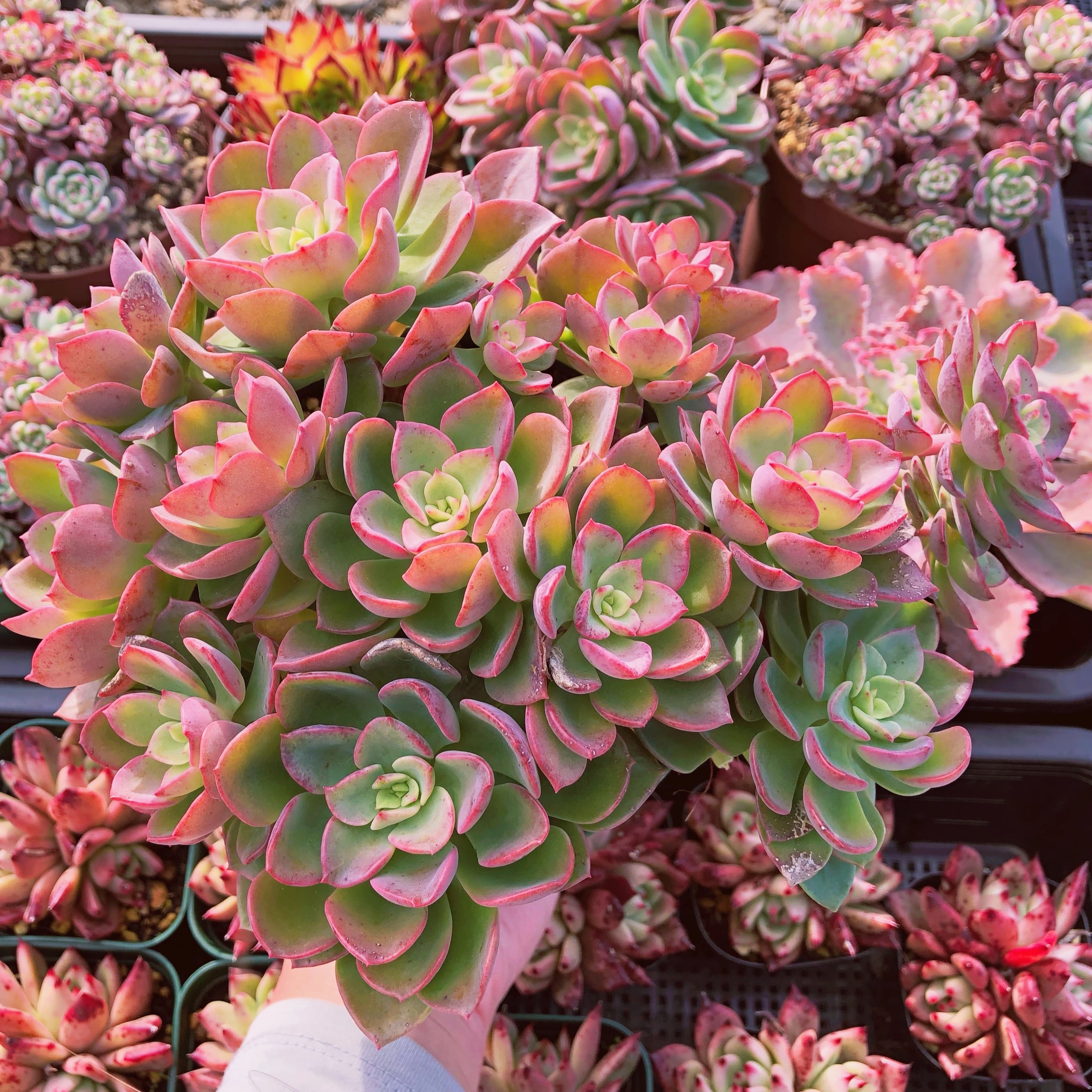 多肉植物　 ノープル　特大群生　抜き苗