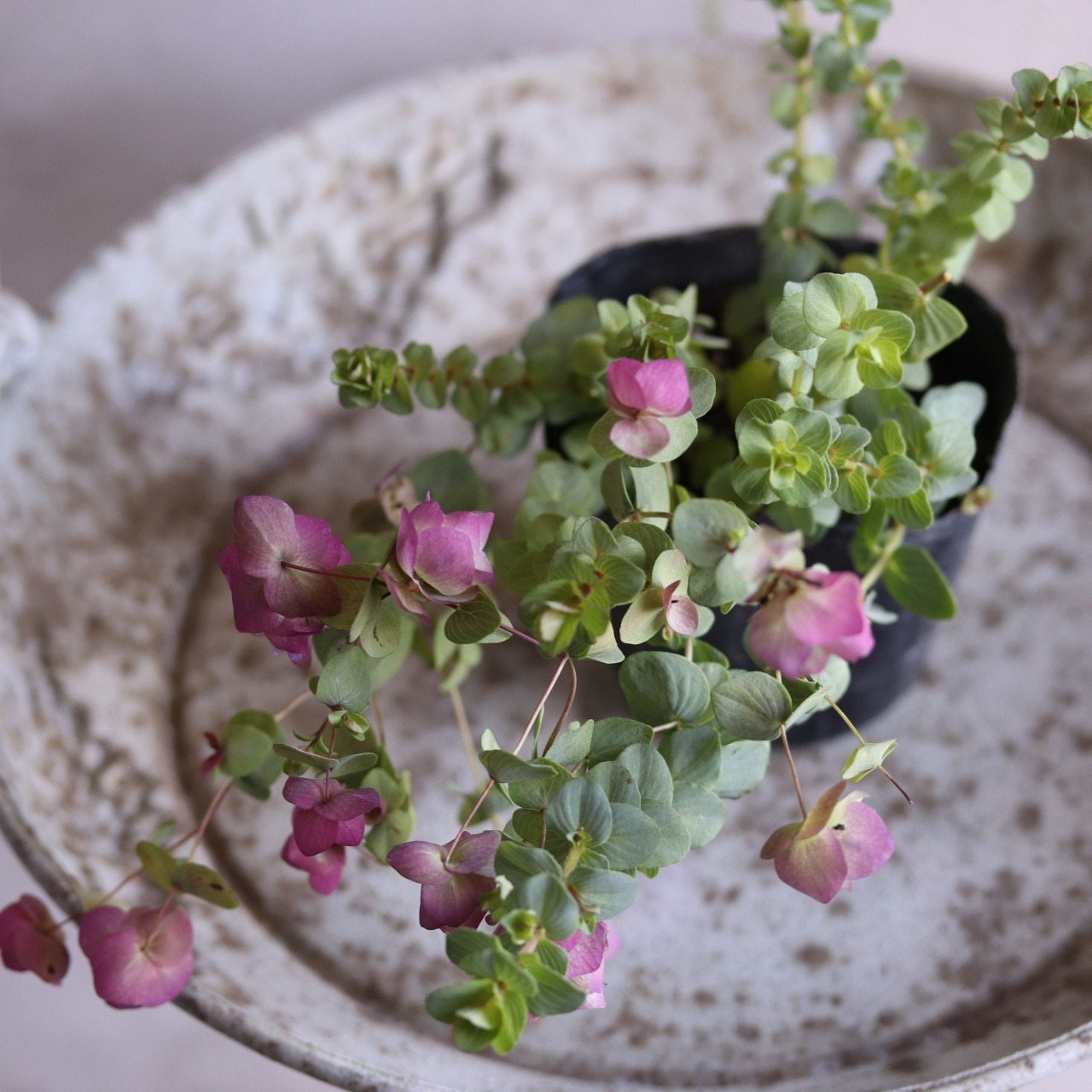 mondimanche　ハーブ　オレガノ　ケントビューティー｜寄せ植えにオススメ　丈夫　寄せ植えをオシャレにする