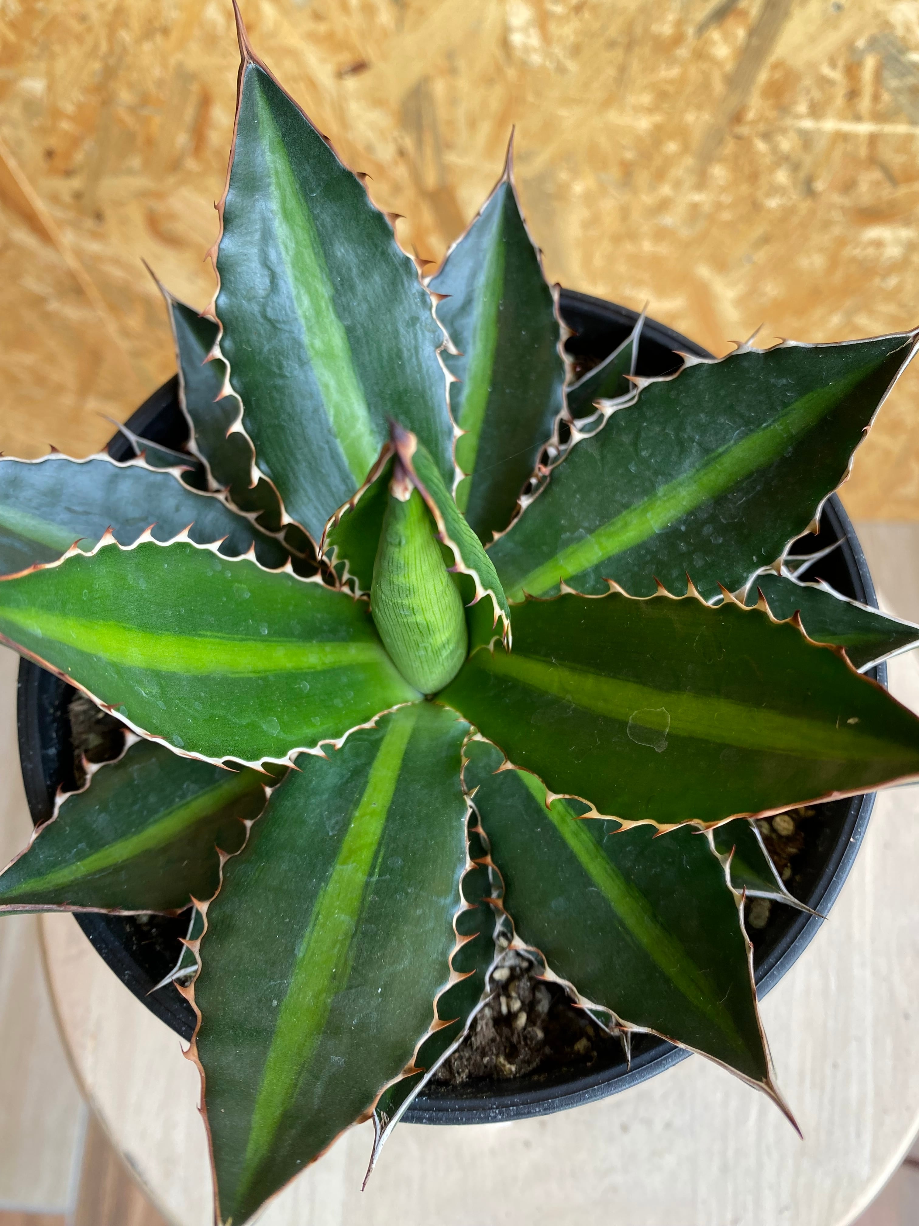 アガベ ロファンサ H22cm W17cm | Garden Varejo