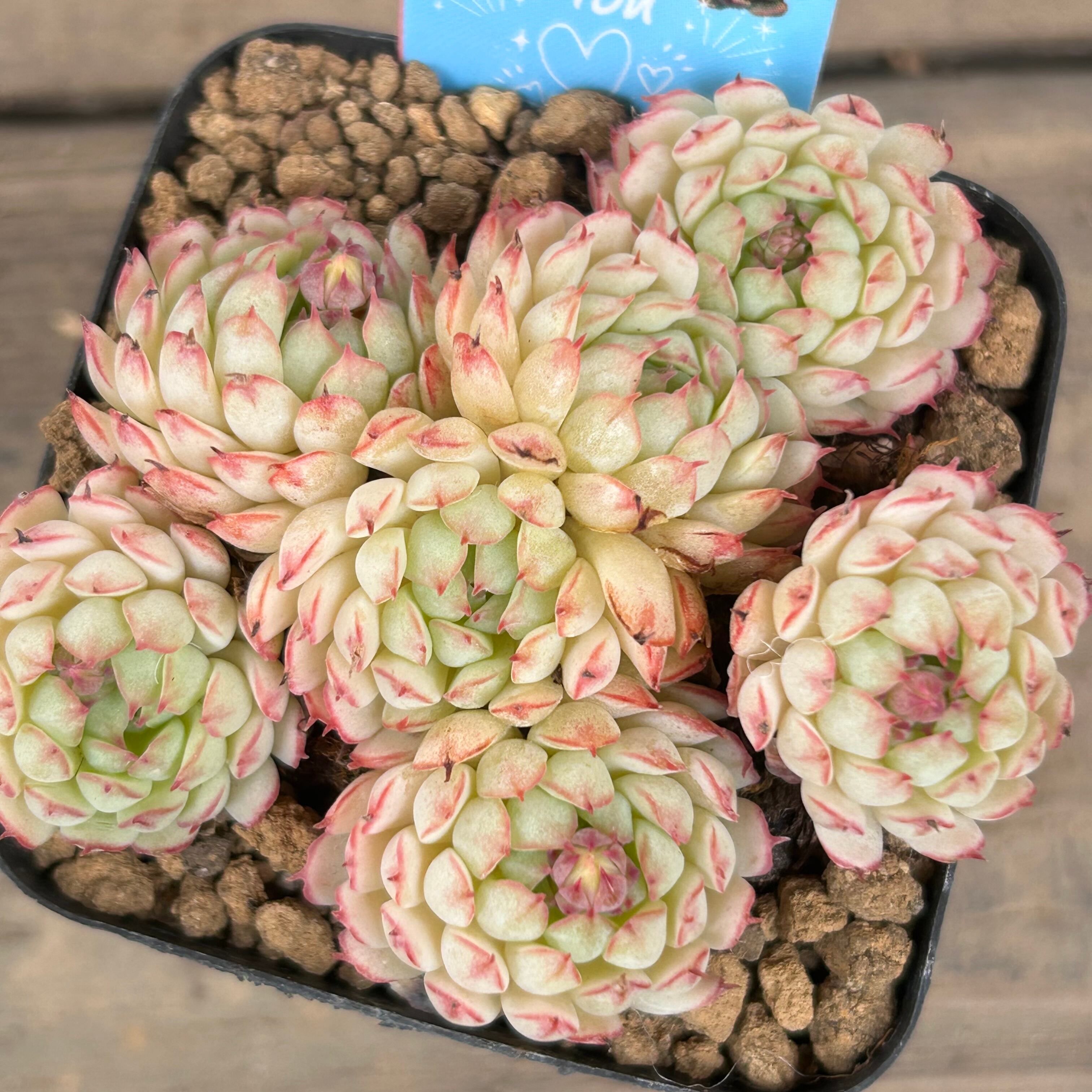 オーストラリアキャプテンヘイ 韓国苗 | RuPo 多肉植物専門店