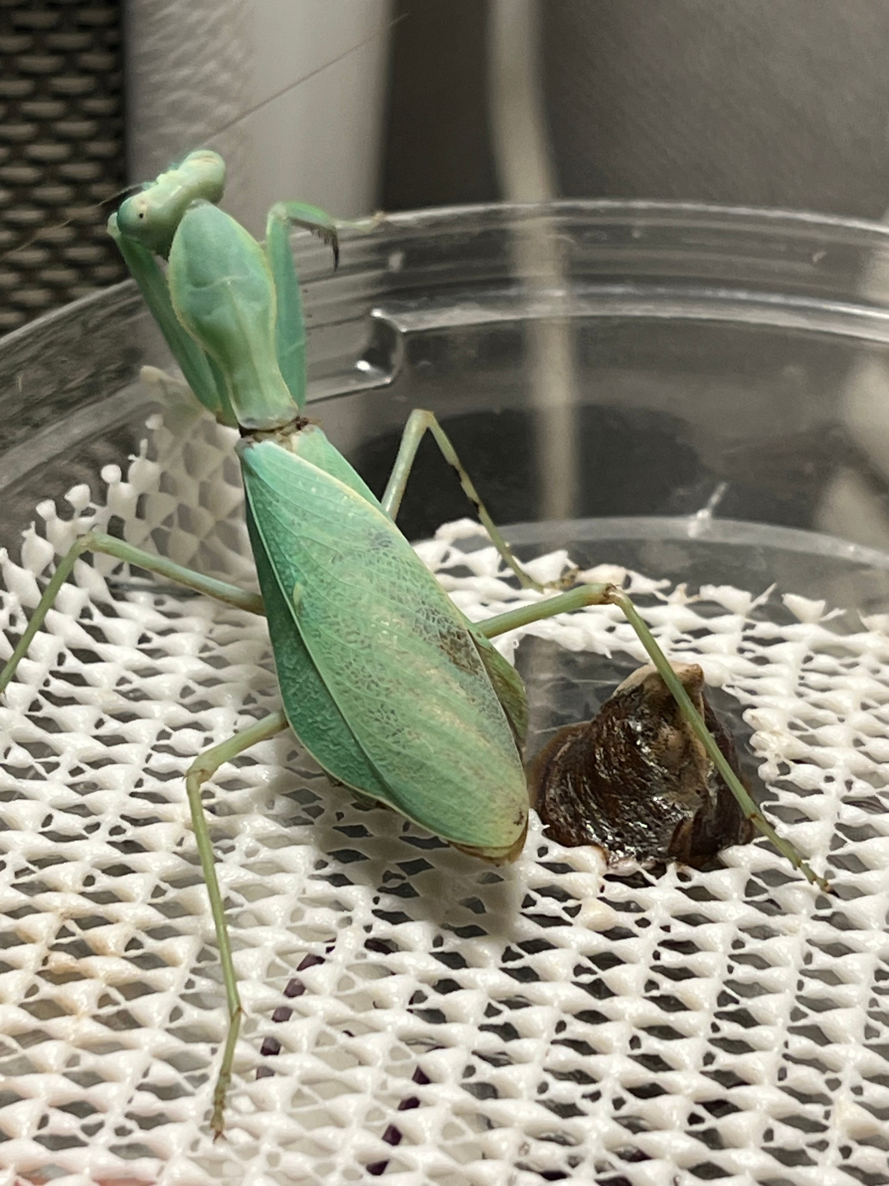 卵】アフリカオオハラビロカマキリSphodromantis sp.マンティス