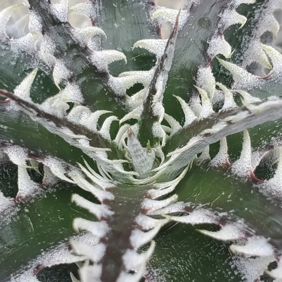 【美品レア】van chase　Franken'Tiki　フランケン　ティキ F00133_Dyckia 'Larry the Chopper' x 'Heaven and Hell