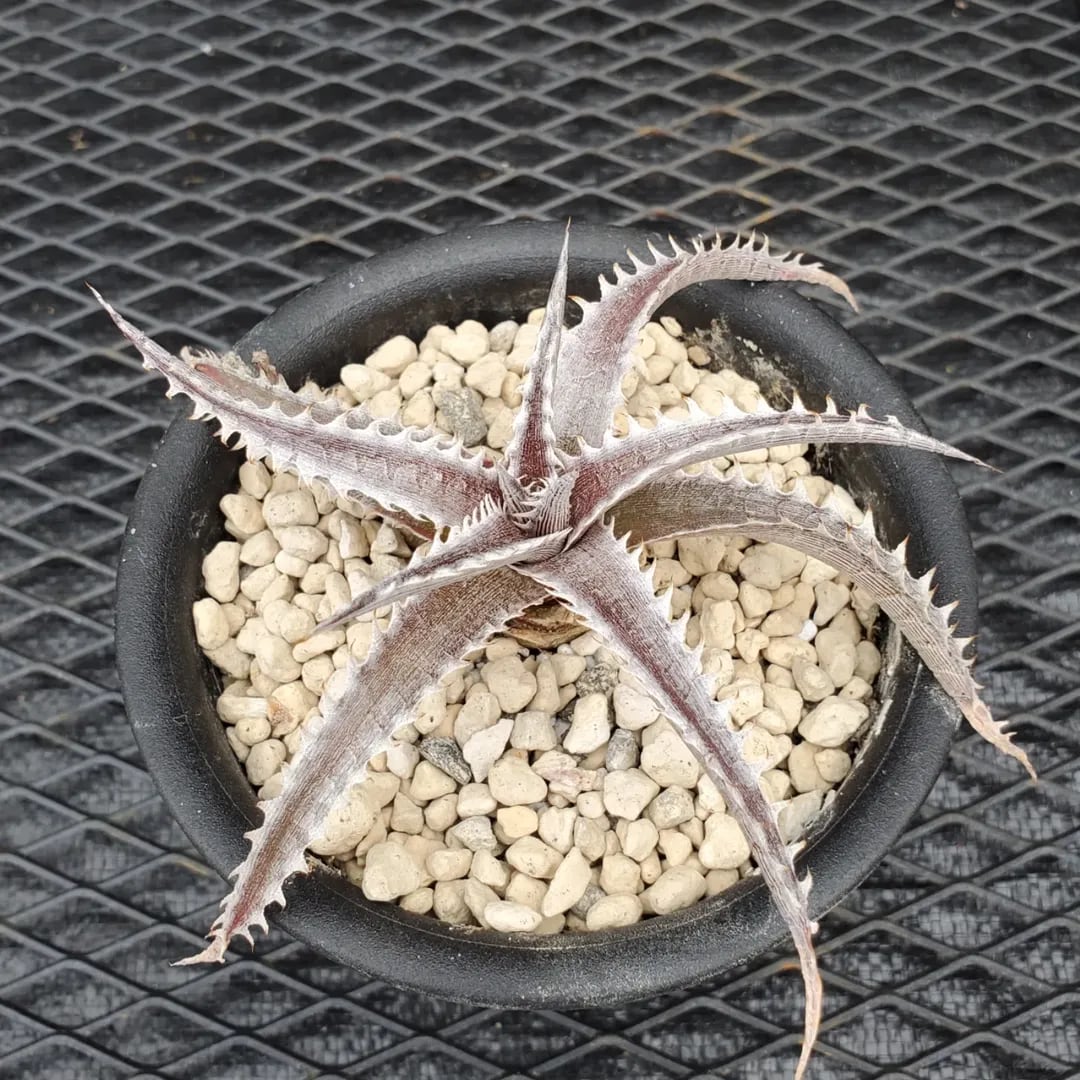 ディッキア　お買い得10株セット ディッキア：Dyckia dawsonii Hybrid 'Purple Silver' x 'Big Boy