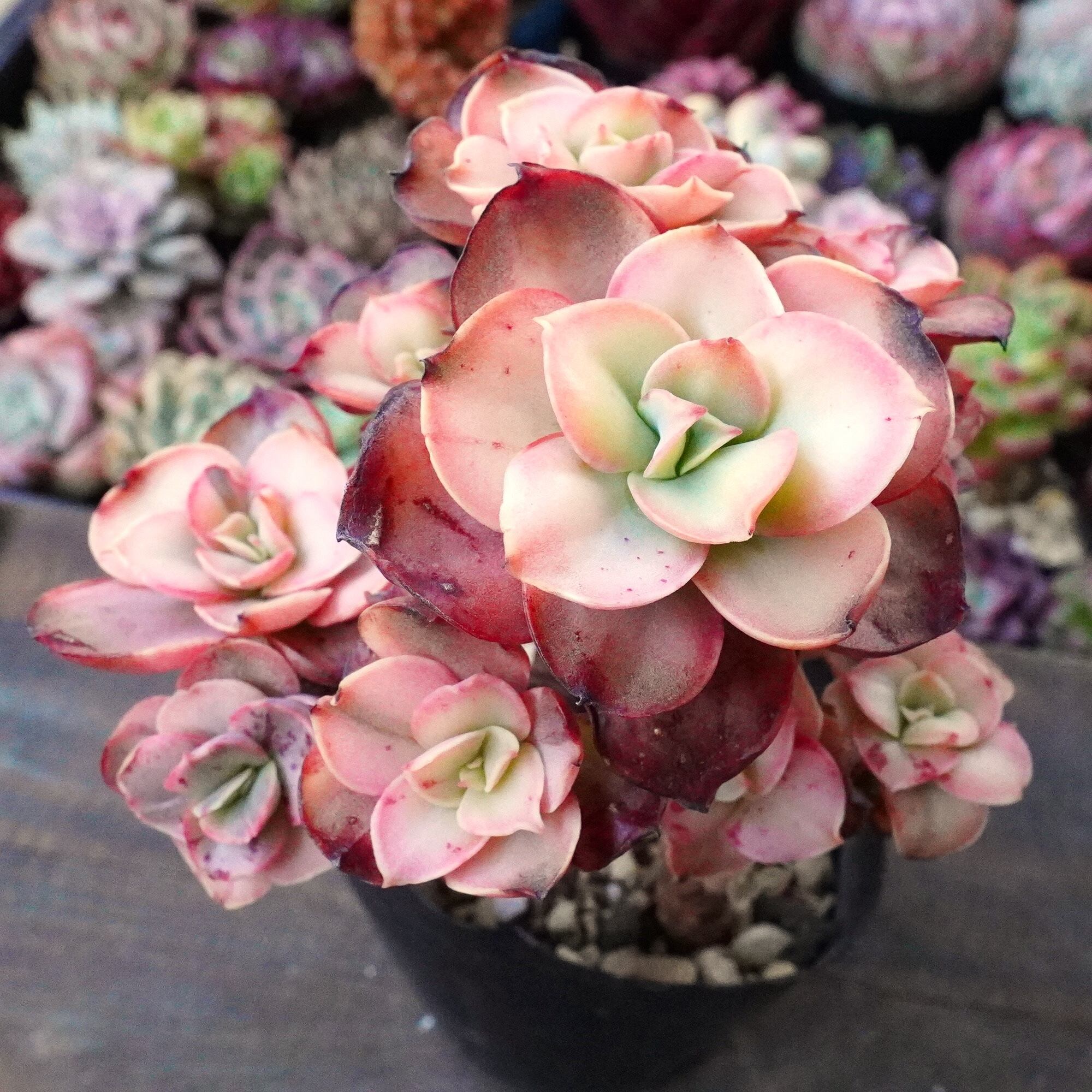 すべての商品 | E-TANIKU