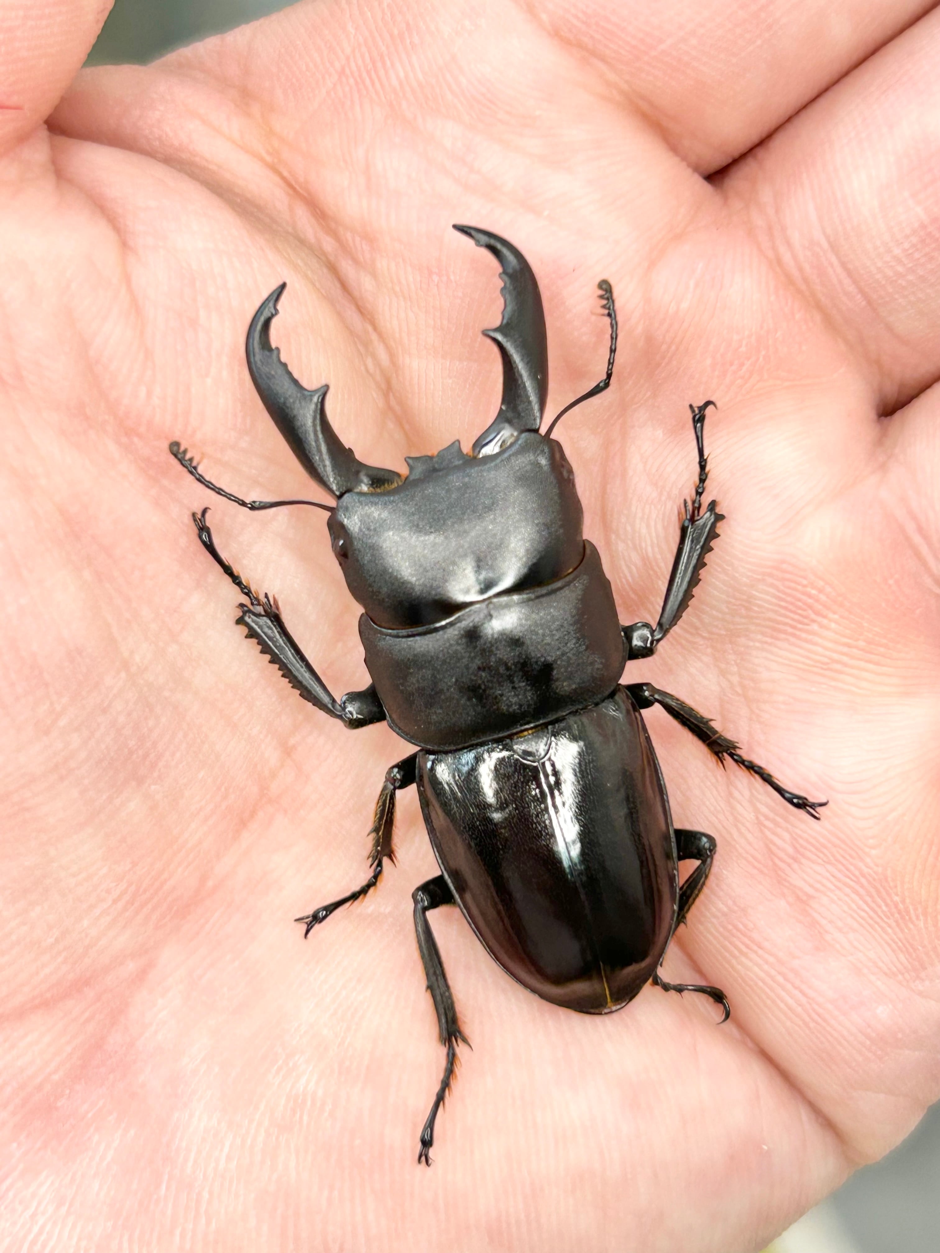 佐渡島産 ネブトクワガタ 乾燥標本 2♂1♀ | PAY ID