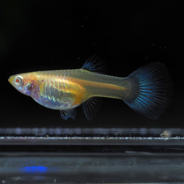 【現物】RREAラズリーネオンタキシードリボン　若魚1カルテット＋おまけ1ペア