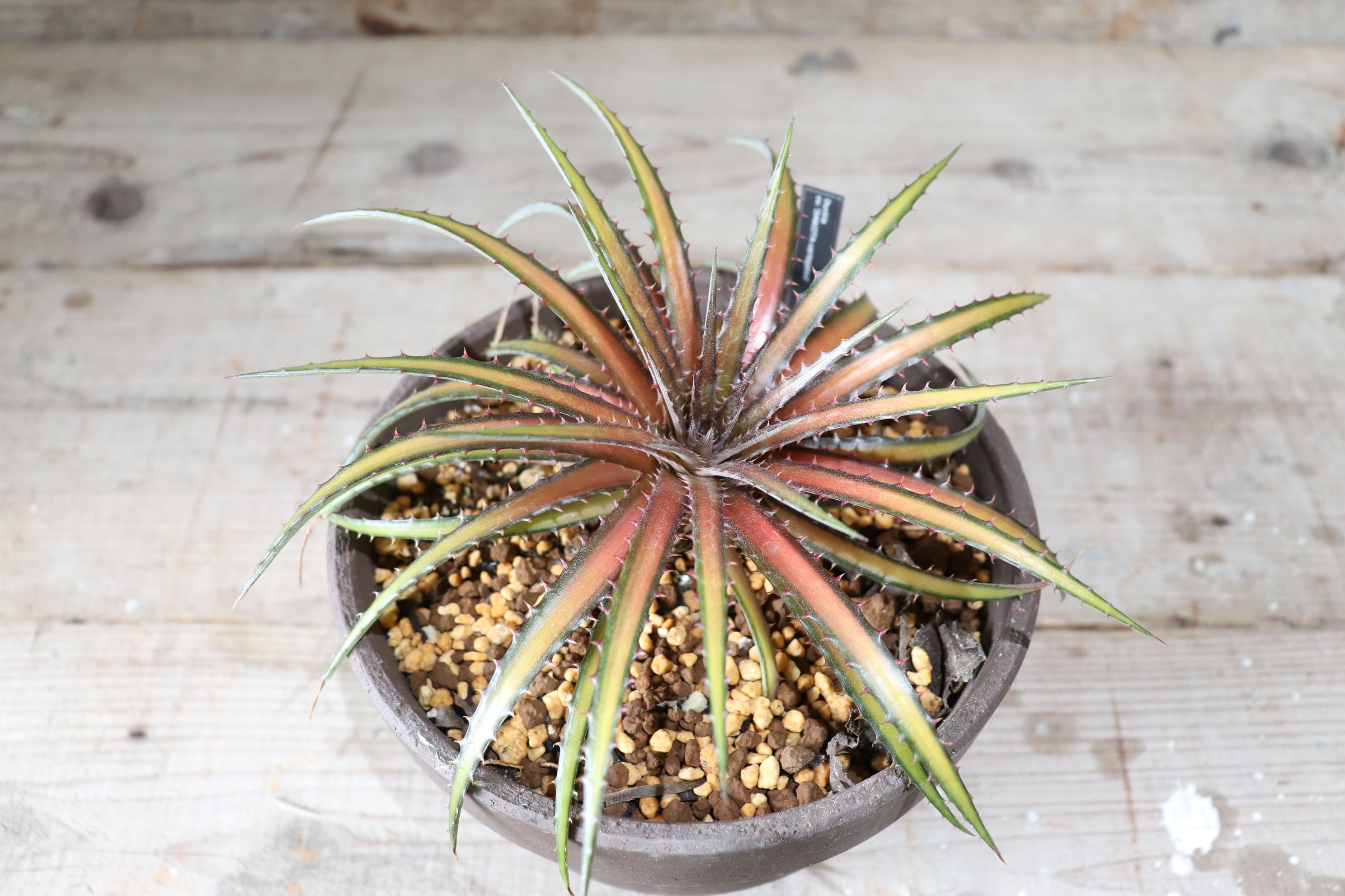 dykia ' Dakota '　ダコタ