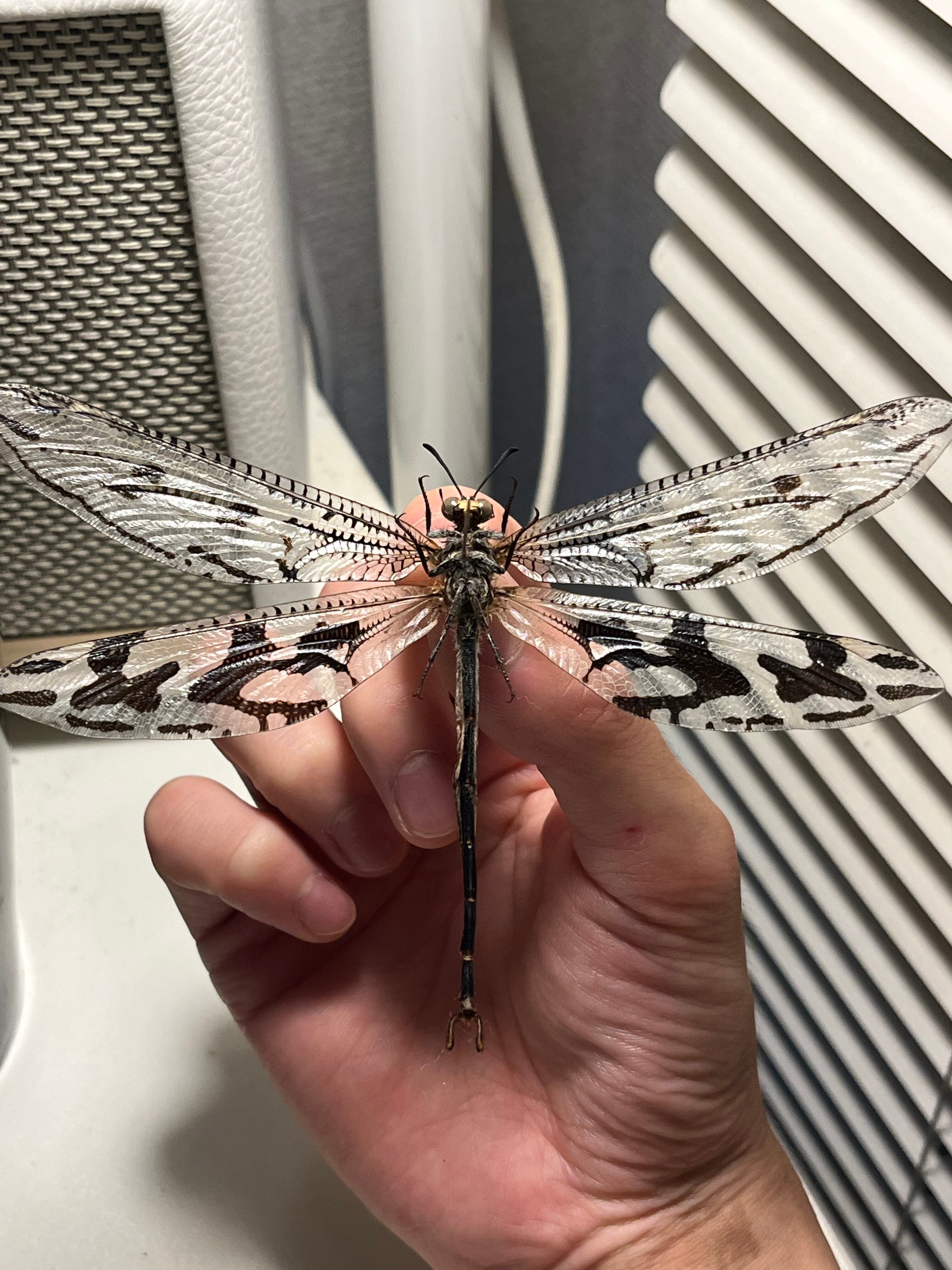 蜻蛉最大種】Palpares sp.アミメカゲロウウスバカゲロウトンボゼミセミ