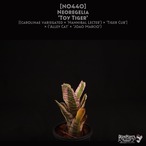 【送料無料】Neoregelia 'Toy Tiger'〔ネオレゲリア〕現品発送N0440