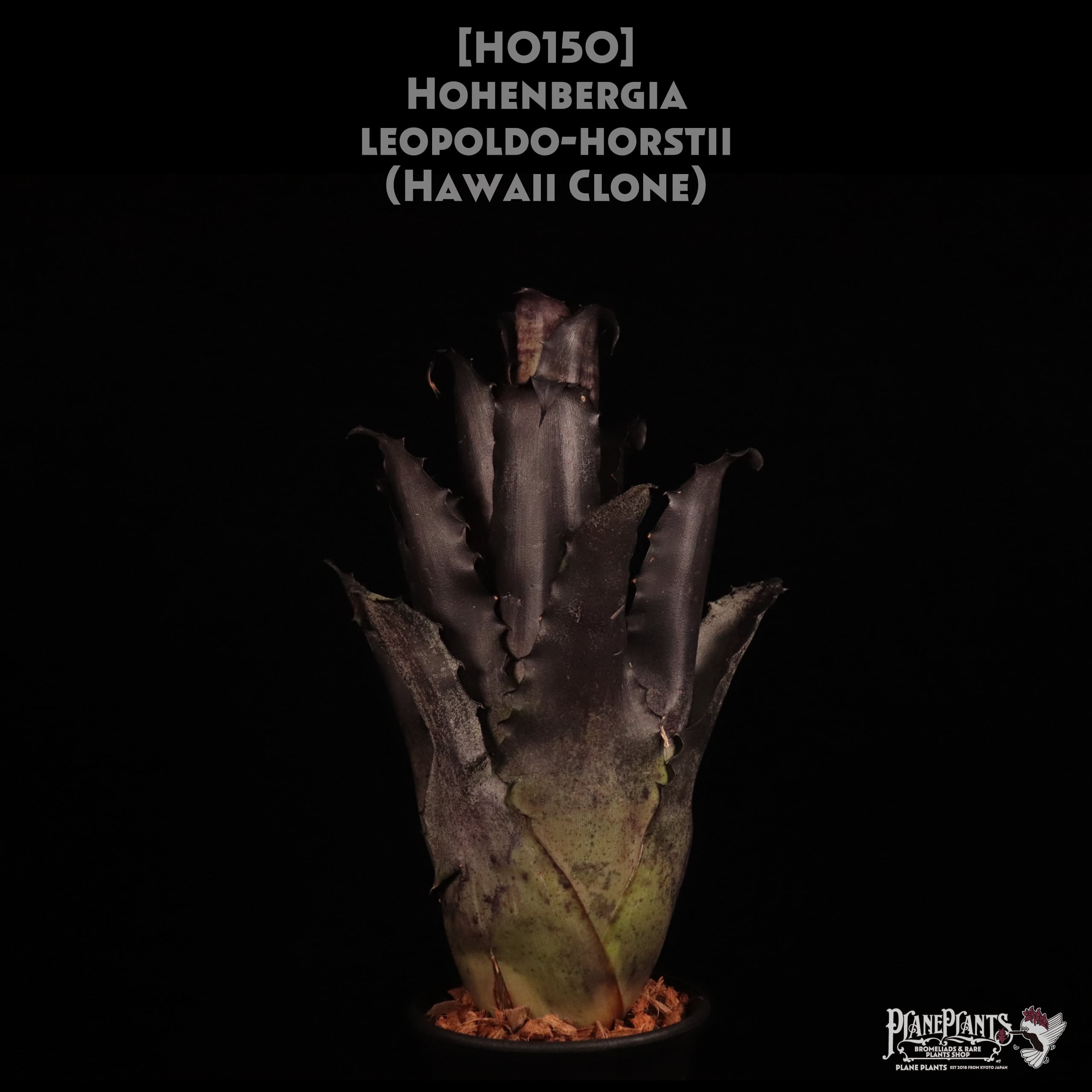 【送料無料】Hohenbergia leopoldo-horstii (Hawaii Clone)〔ホヘンベルギア〕現品発送H0150