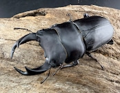 【F0】《国産オオクワガタ 茨木市産 64.5mm ♂♀♀トリオ》