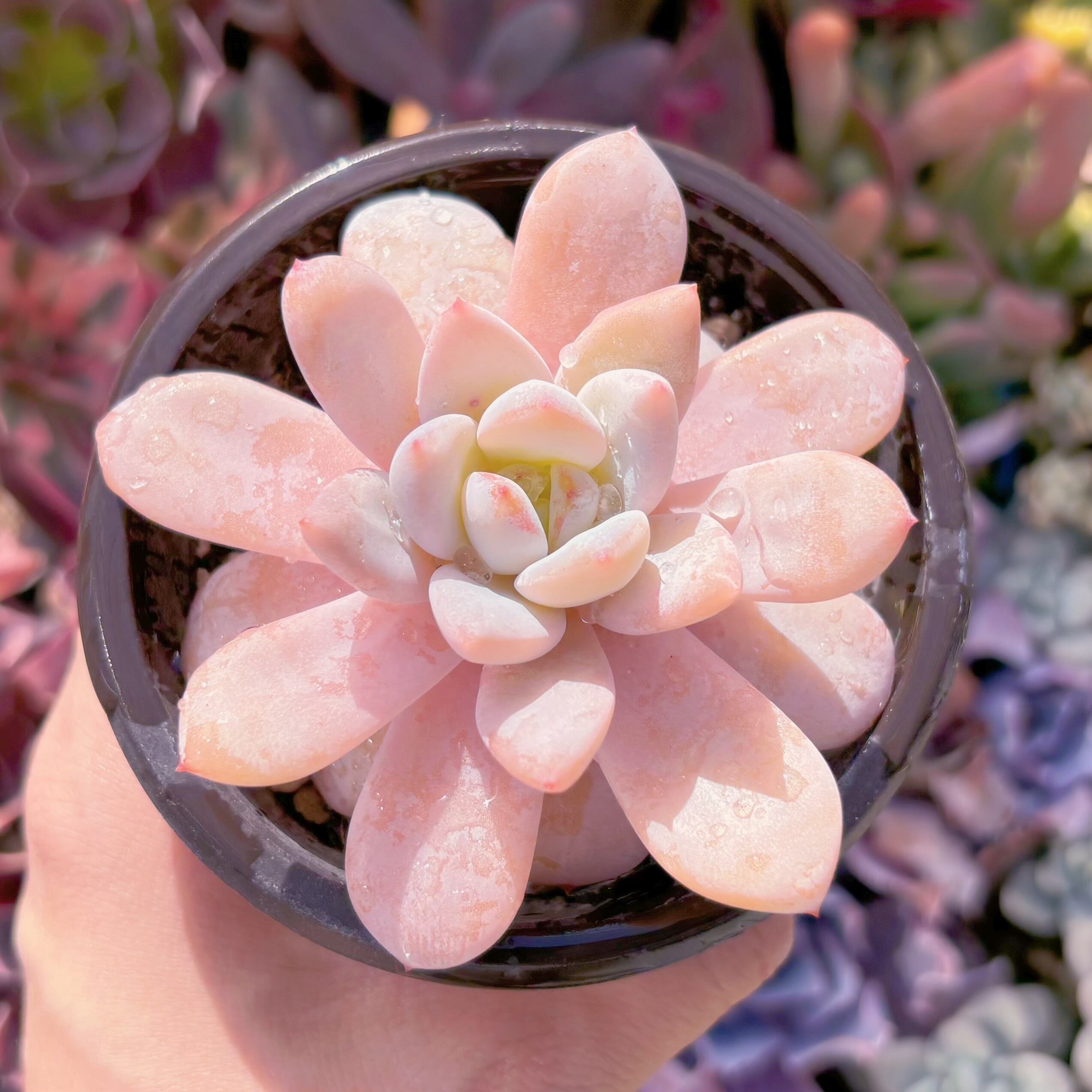 現品　ピンクシフォン#055　古株　るる農園