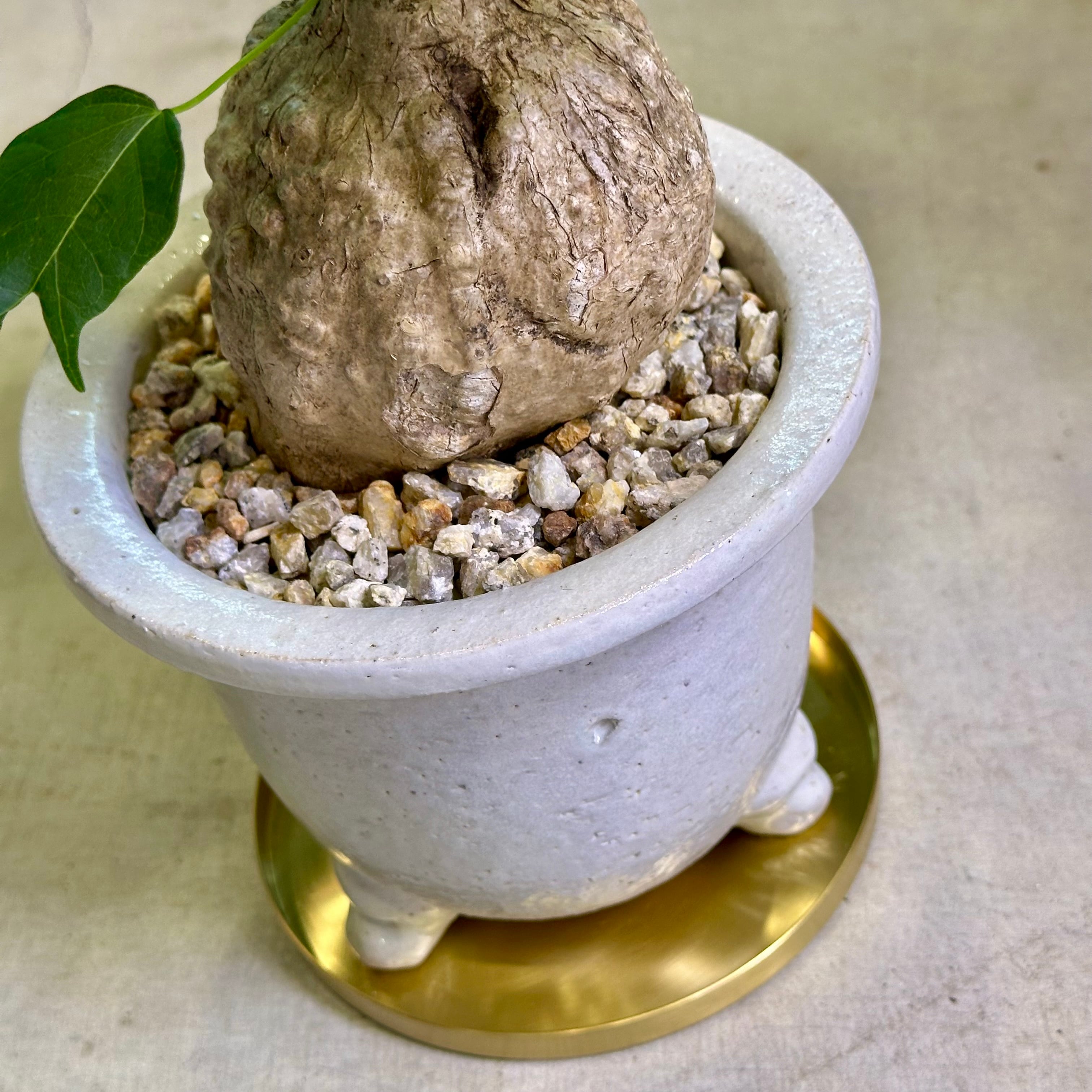 フィルミアナ・コロラータ | barrelplants_BONSAI