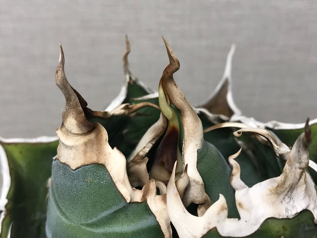 アガベ チタノタ '白鯨'（ハクゲイ）