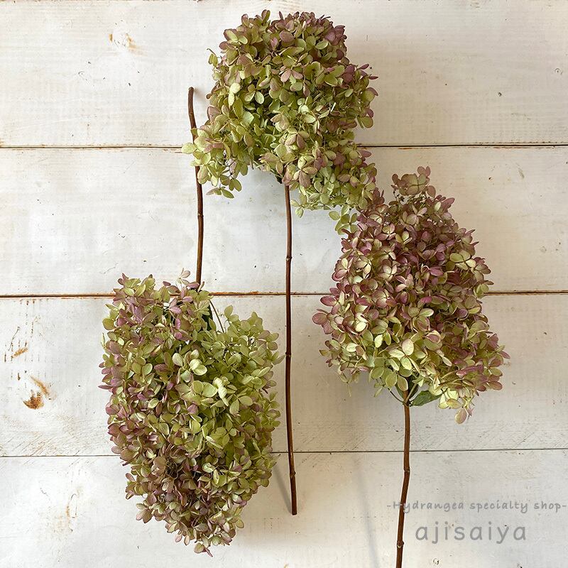 数量限定 秋色みなづきあじさい グリーン ボルドー 群馬県片品村産 ドライフラワー 自然素材こわけ専門店 あじさいや