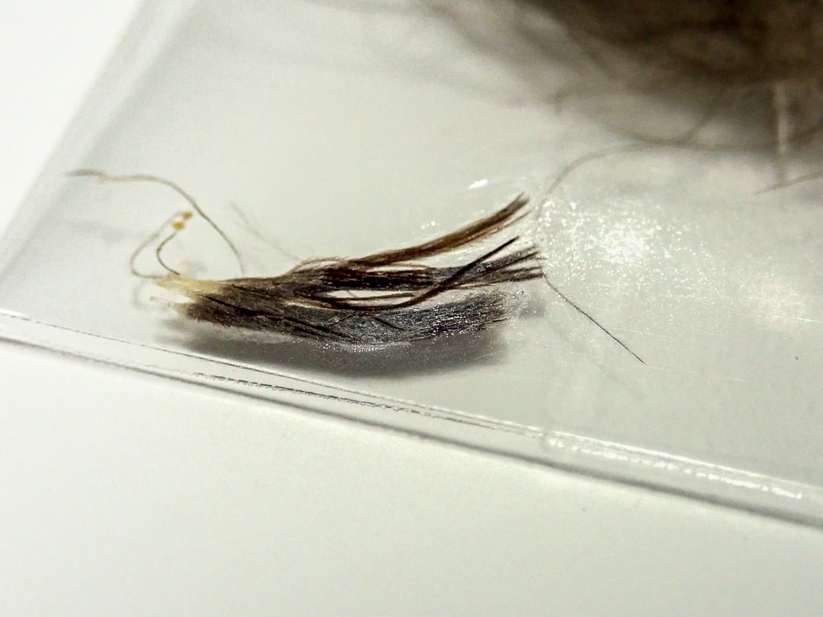 Wild Mallard CDC Feather AFS Selected 40pcs / package | Anglefield