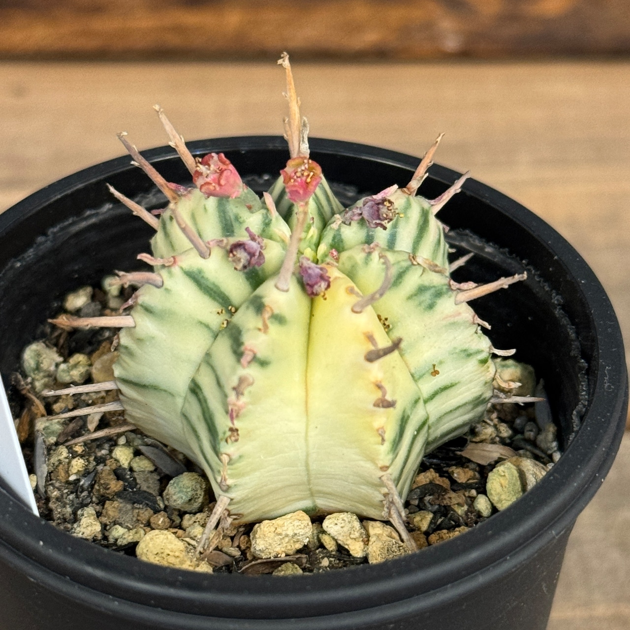 ユーフォルビア メロフォルミス錦【1042】