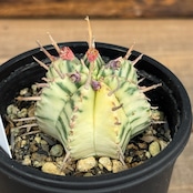 ユーフォルビア メロフォルミス錦【1042】