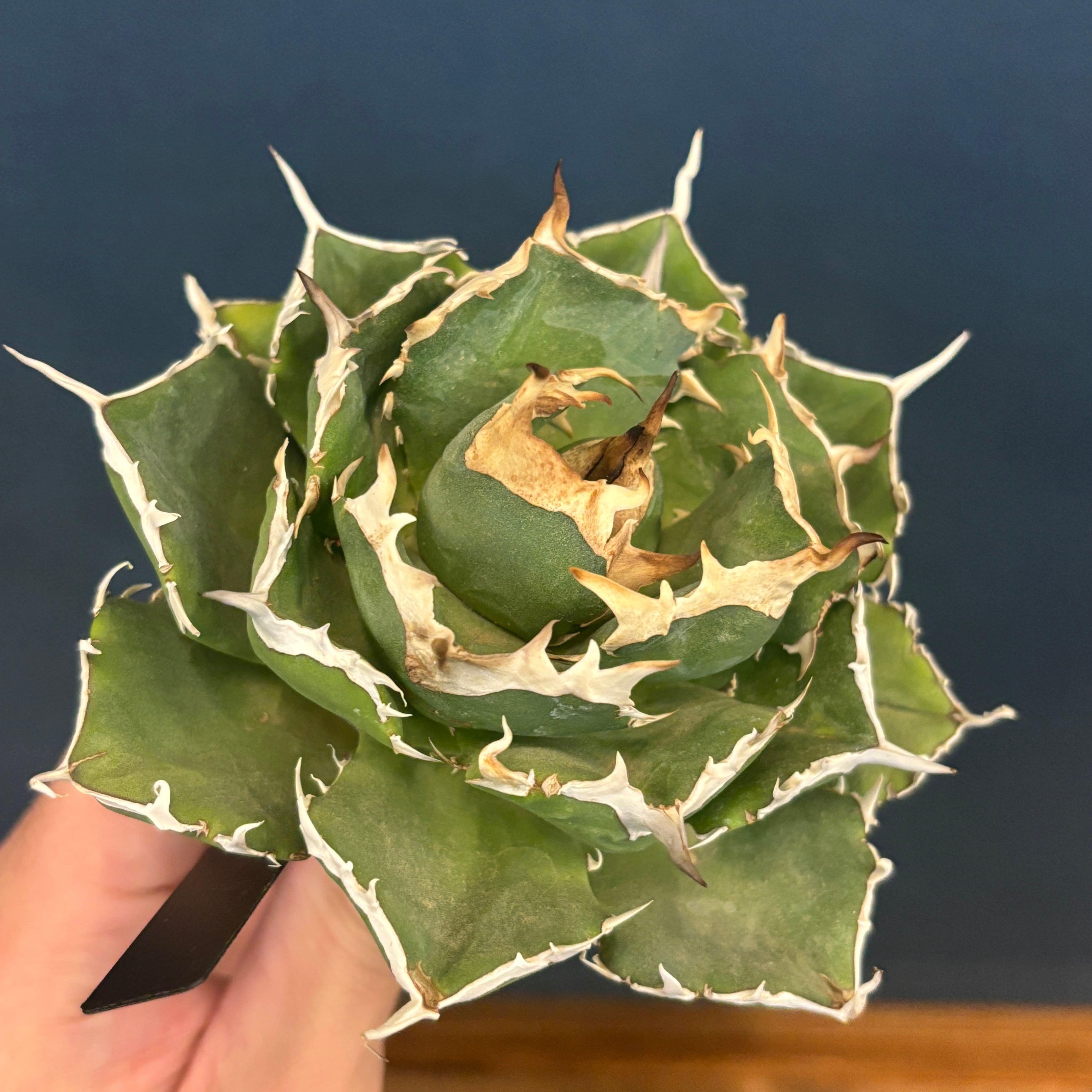 現品】2026年 CHAMさんアガベ イラン株福袋 30,000円 | PROTOLEAF