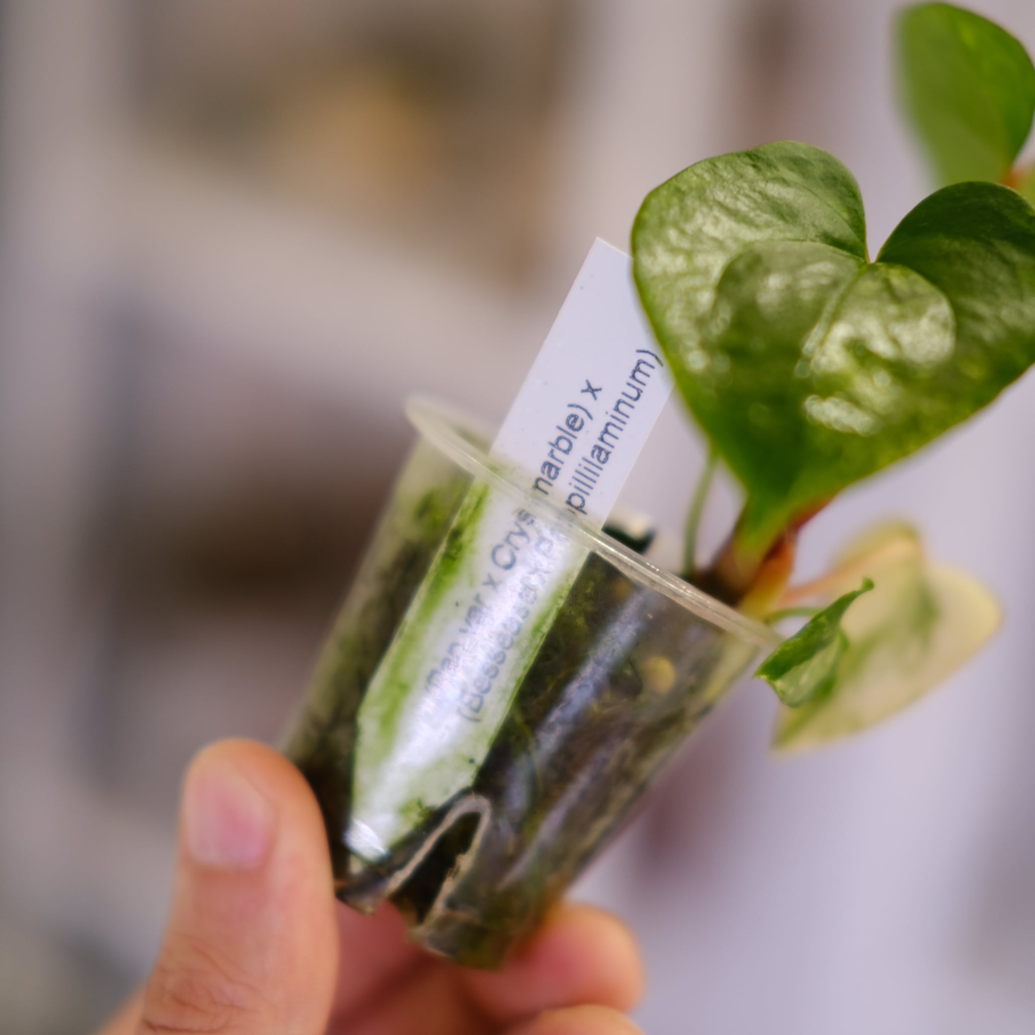 Anthurium (Papililaminum variegated × Crystallinum marble